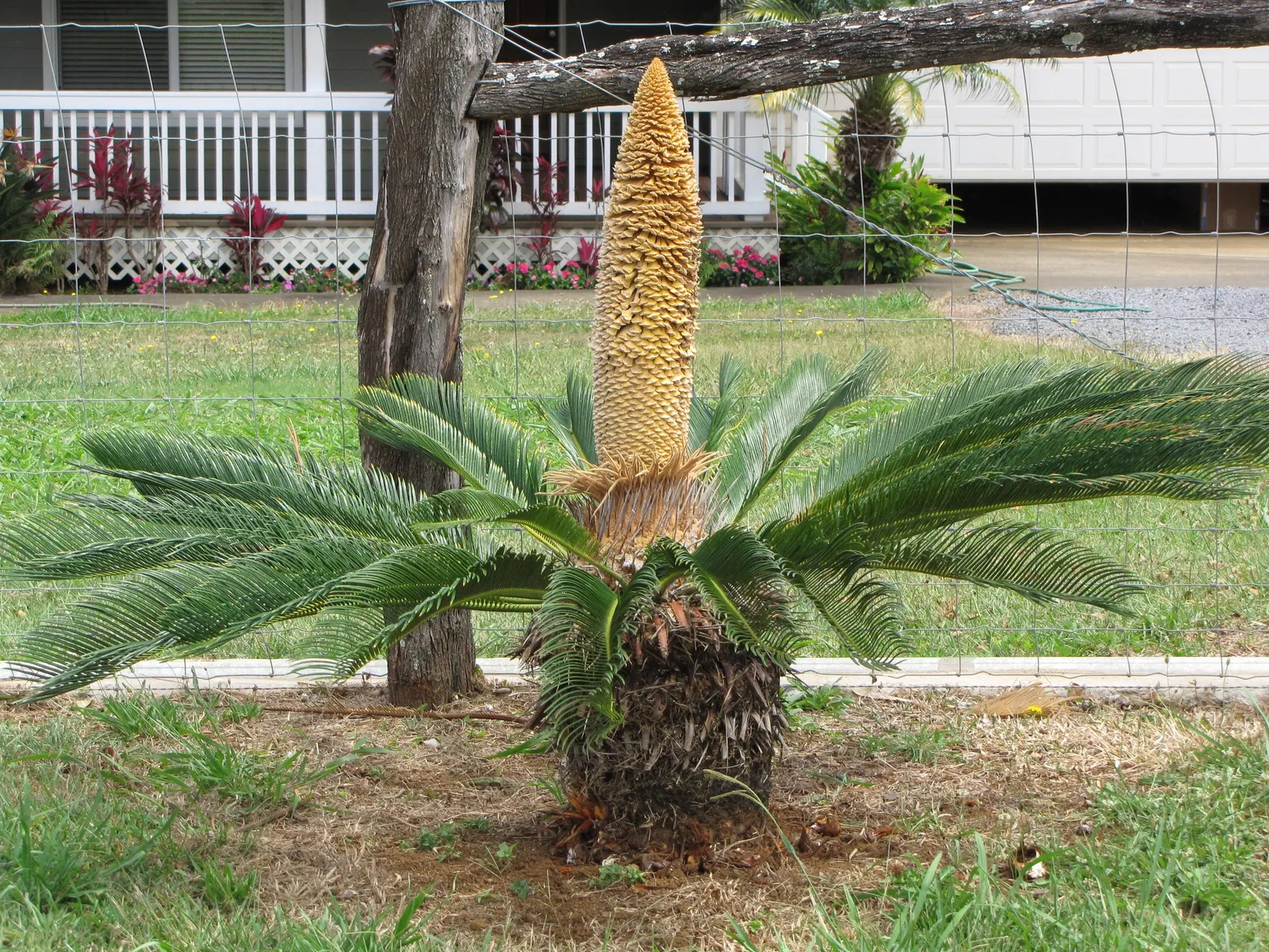 Sago Palm (Cycas Revoluta) — It's important to note that the leaflets are quite stiff and can be sharp; hardy in USDA zones 9-11, it thrives in, image 58