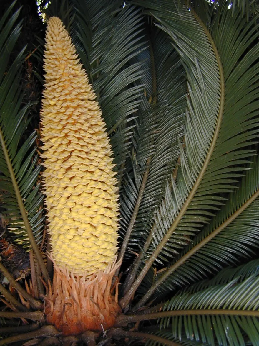 Sago Palm (Cycas Revoluta) — all parts of the Sago Palm are highly toxic if ingested; so caution should be exercised if pets or small children are, image 46