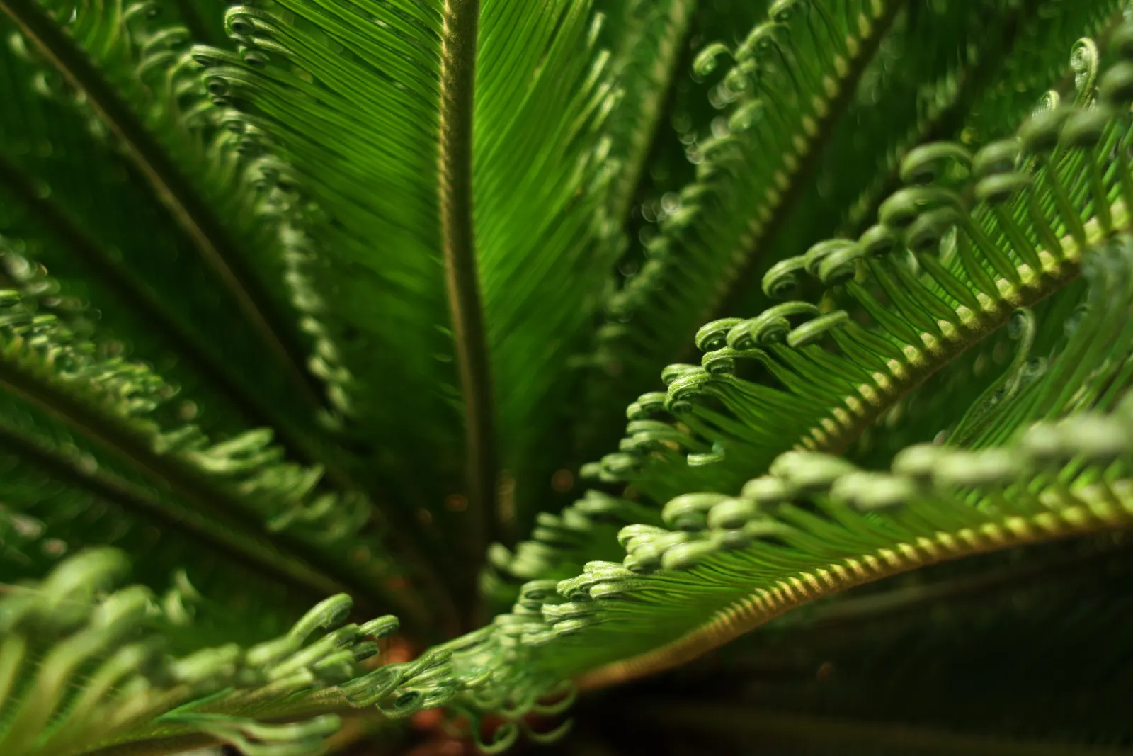 Sago Palm (Cycas Revoluta) — palm for full or half; while it can withstand some drought conditions once established, image 48