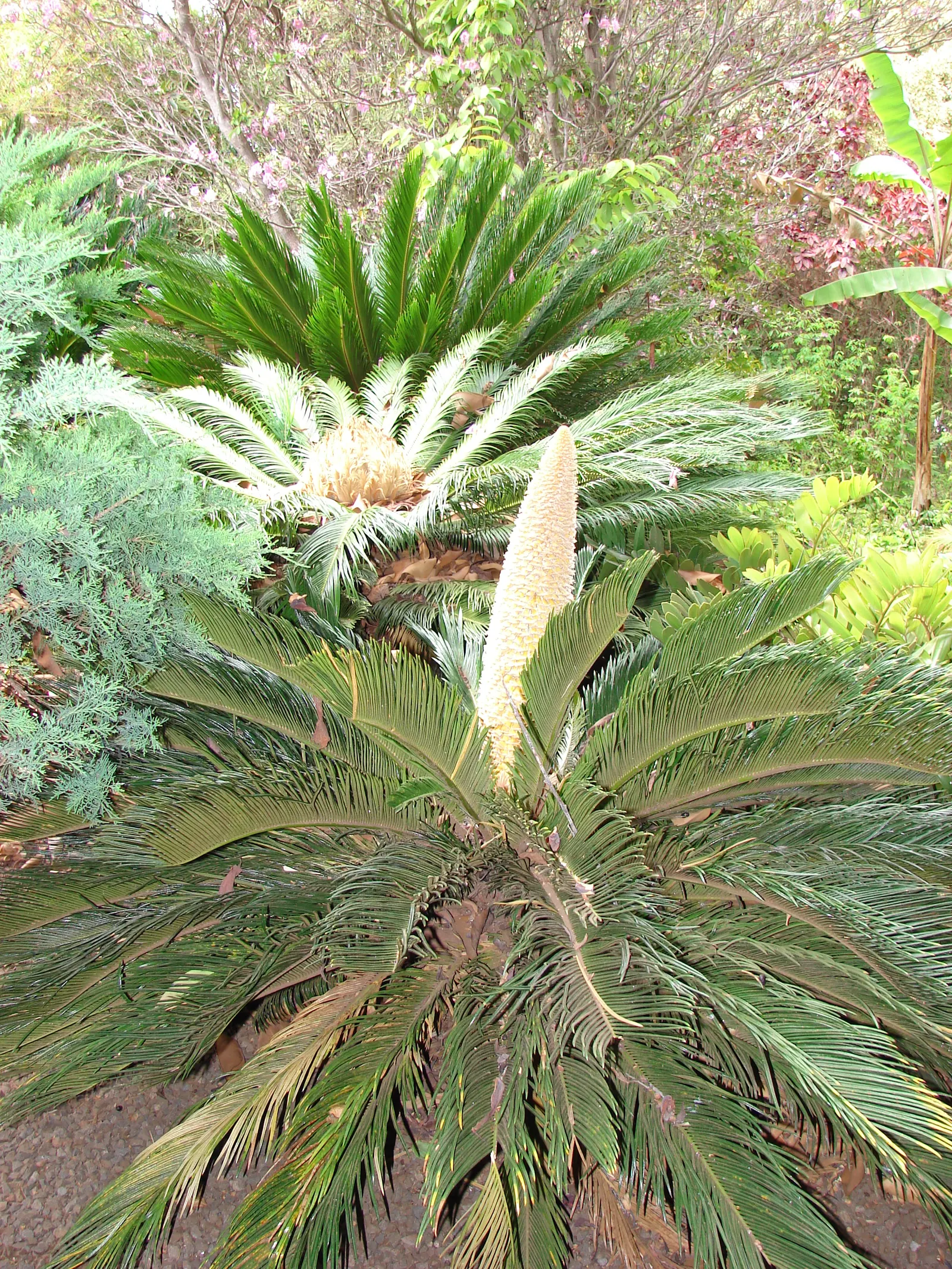 Sago Palm (Cycas Revoluta) — Hardy in USDA zones 9-11, it thrives in well-drained soil and full to partial sun; featuring a stout trunk and a, image 51