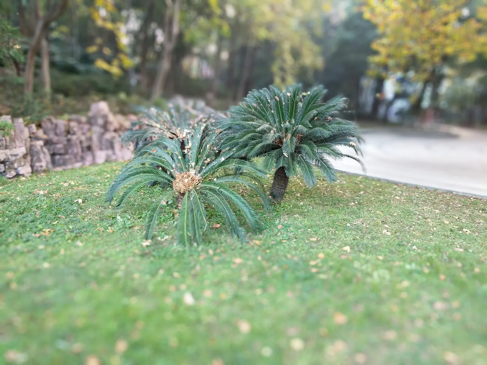 Sago Palm (Cycas Revoluta) — but it is particularly important to avoid overwatering to prevent root rot; it's important to note that the leaflets, image 43