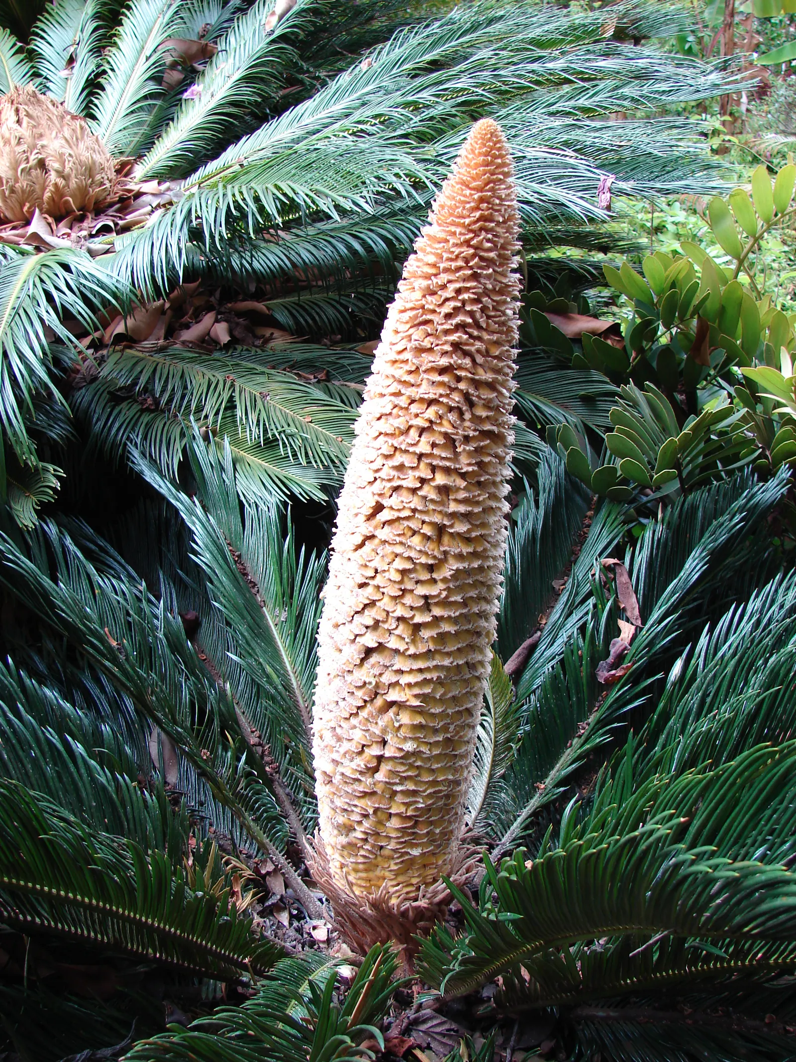 Sago Palm (Cycas Revoluta) — The Sago Palm, or Cycas revoluta, is an ancient, slow-growing plant that adds an exotic touch to landscapes; drought, image 65