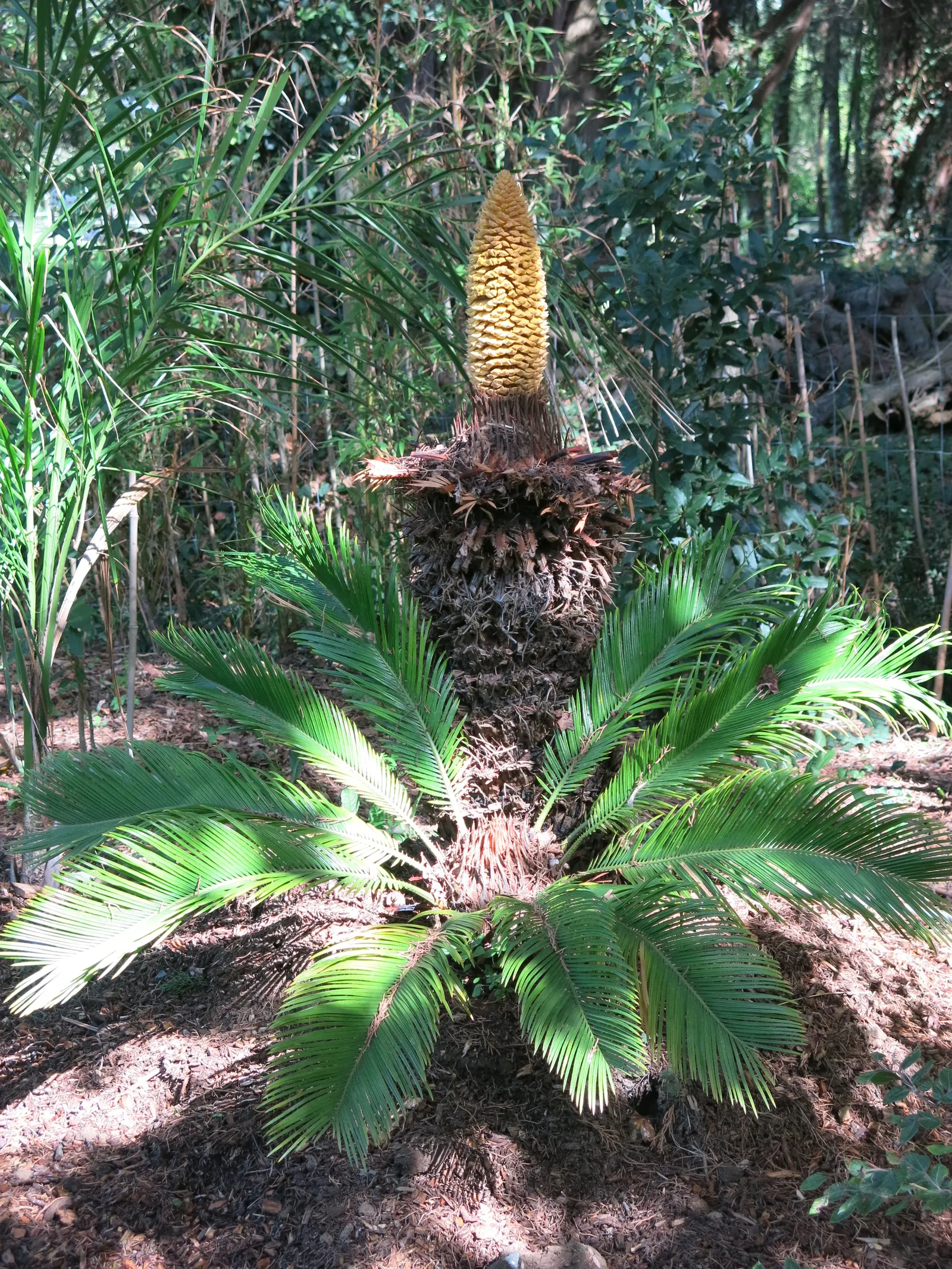 Sago Palm (Cycas Revoluta) — Drought tolerant once established, it reaches 2-10 feet in height and spread, requiring minimal care; each frond typically ranging