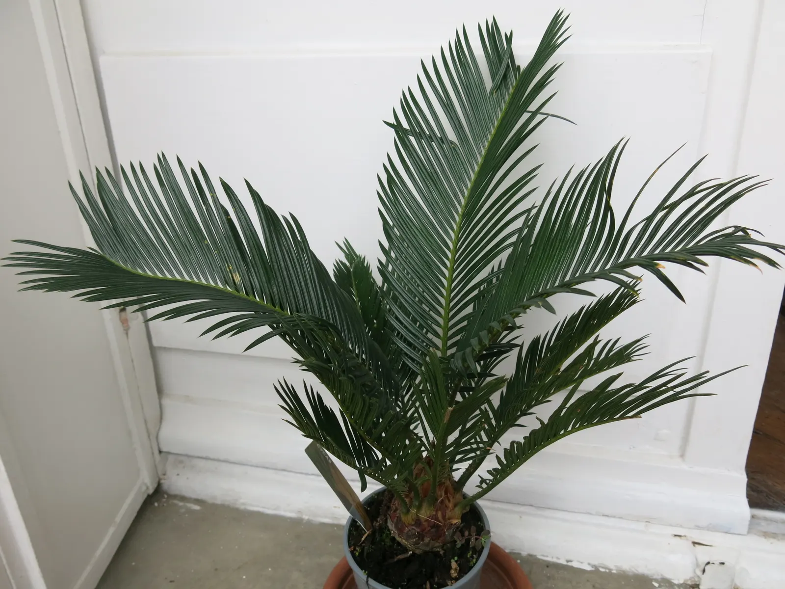 Sago Palm (Cycas Revoluta) — Featuring a stout trunk and a rosette of dark green, pinnate leaves up to 3 feet long, it resembles a palm