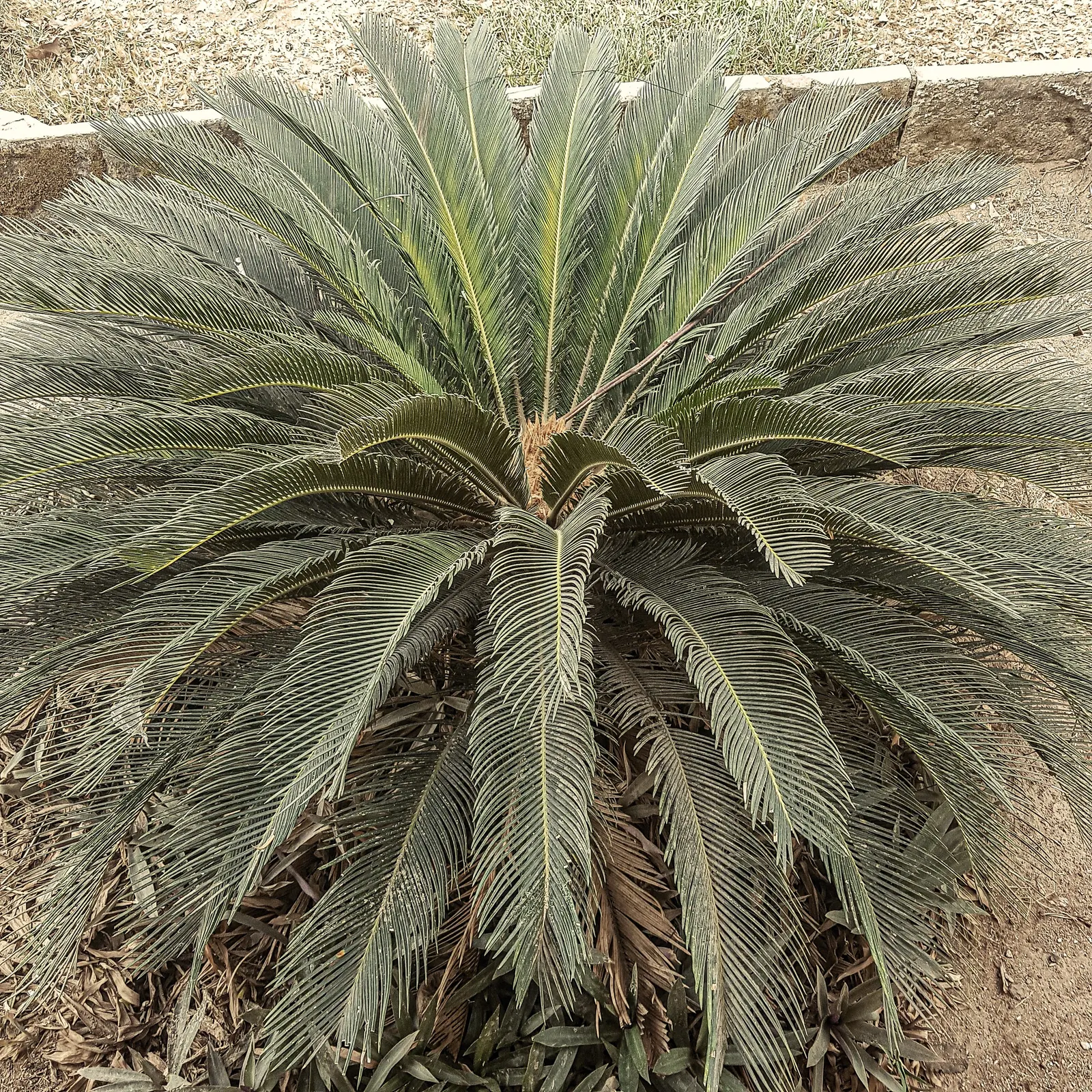 Sago Palm (Cycas Revoluta) — It's important to note that the leaflets are quite stiff and can be sharp