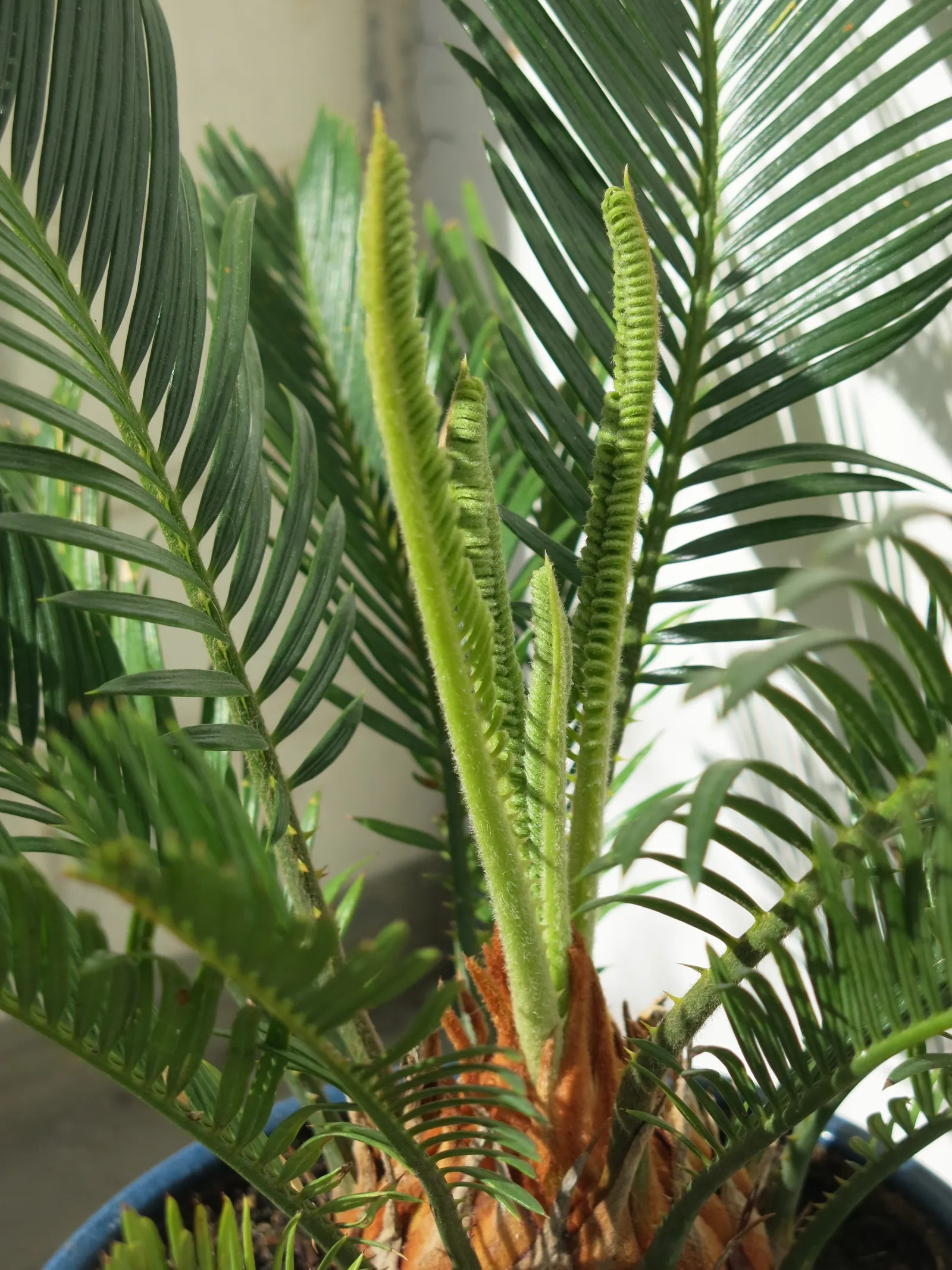 Sago Palm (Cycas Revoluta) — Hardy in USDA zones 9-11, it thrives in well-drained soil and full to partial sun; featuring a stout trunk and a rosette of dark