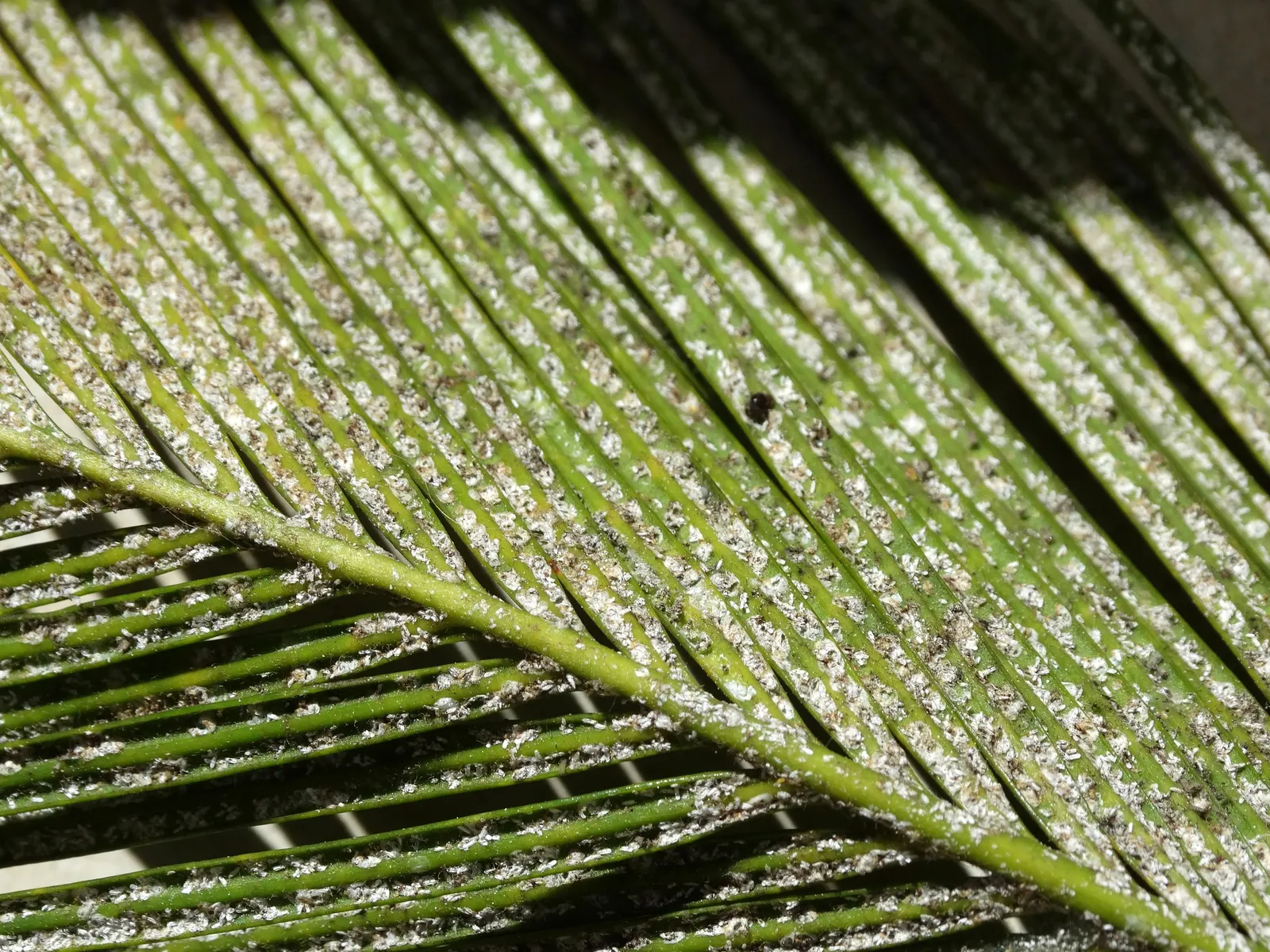 Sago Palm (Cycas Revoluta) — Featuring a stout trunk and a rosette of dark green, pinnate leaves up to 3 feet long, it resembles a palm; but it is, image 34