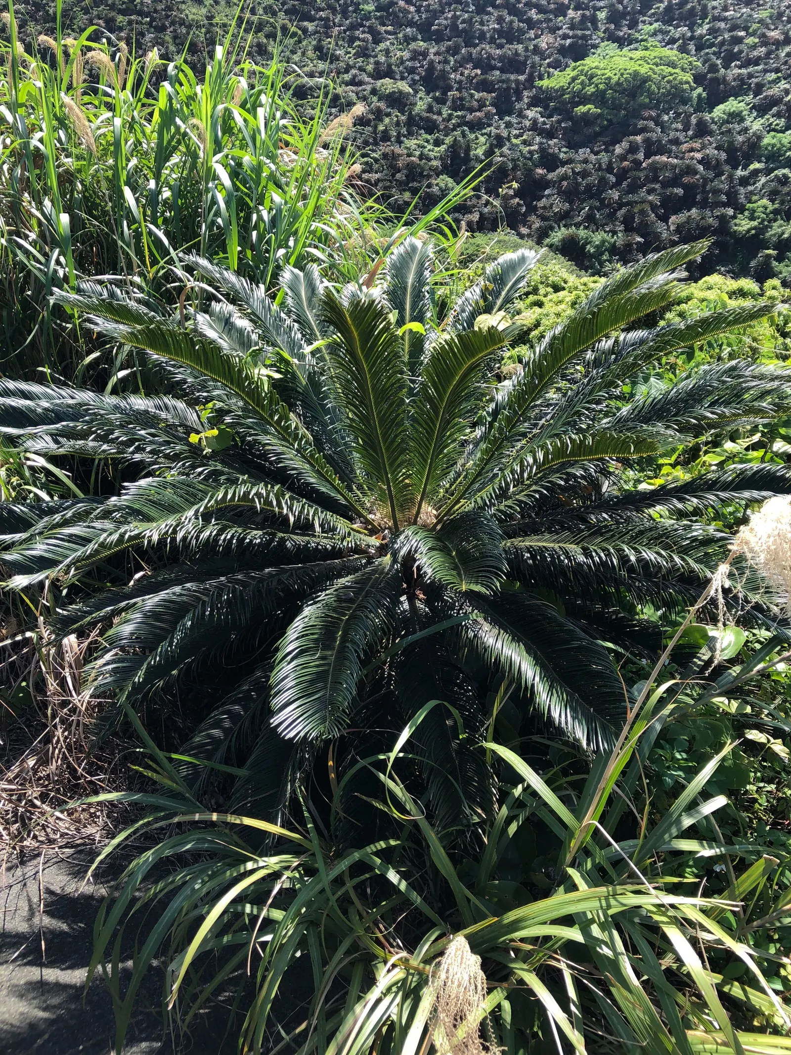 Sago Palm (Cycas Revoluta) — While it can withstand some drought conditions once established
