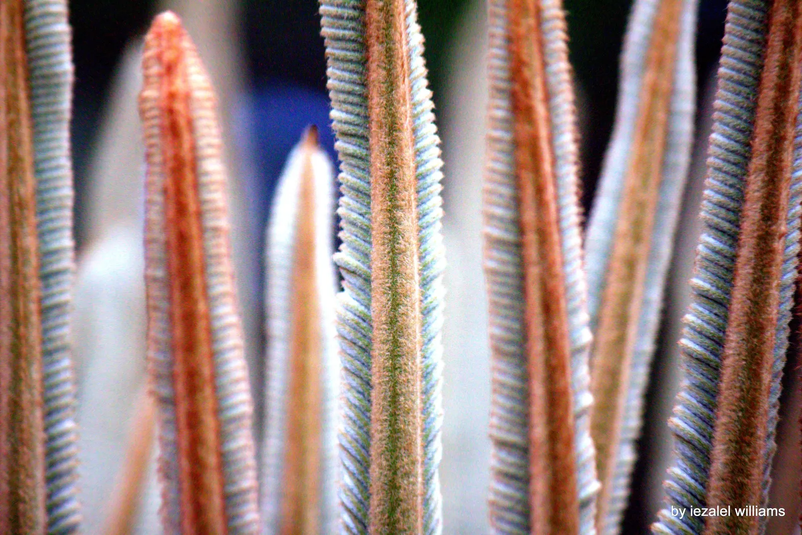 Sago Palm (Cycas Revoluta) — This slow-growing plant features a stout trunk and a symmetrical rosette of dark green; is a distinctive and ancient plant species