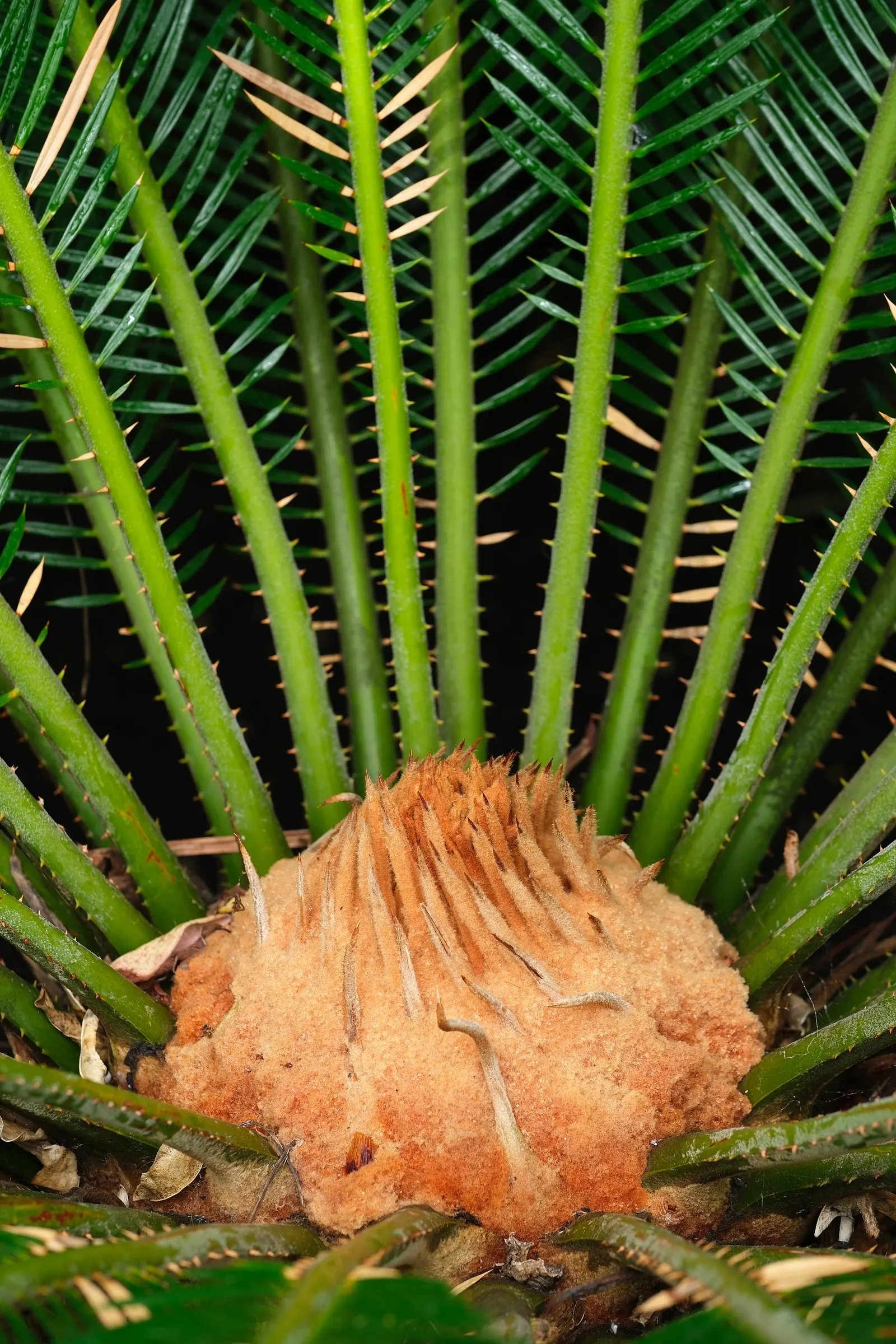 Sago Palm (Cycas Revoluta) — palm for full or half
