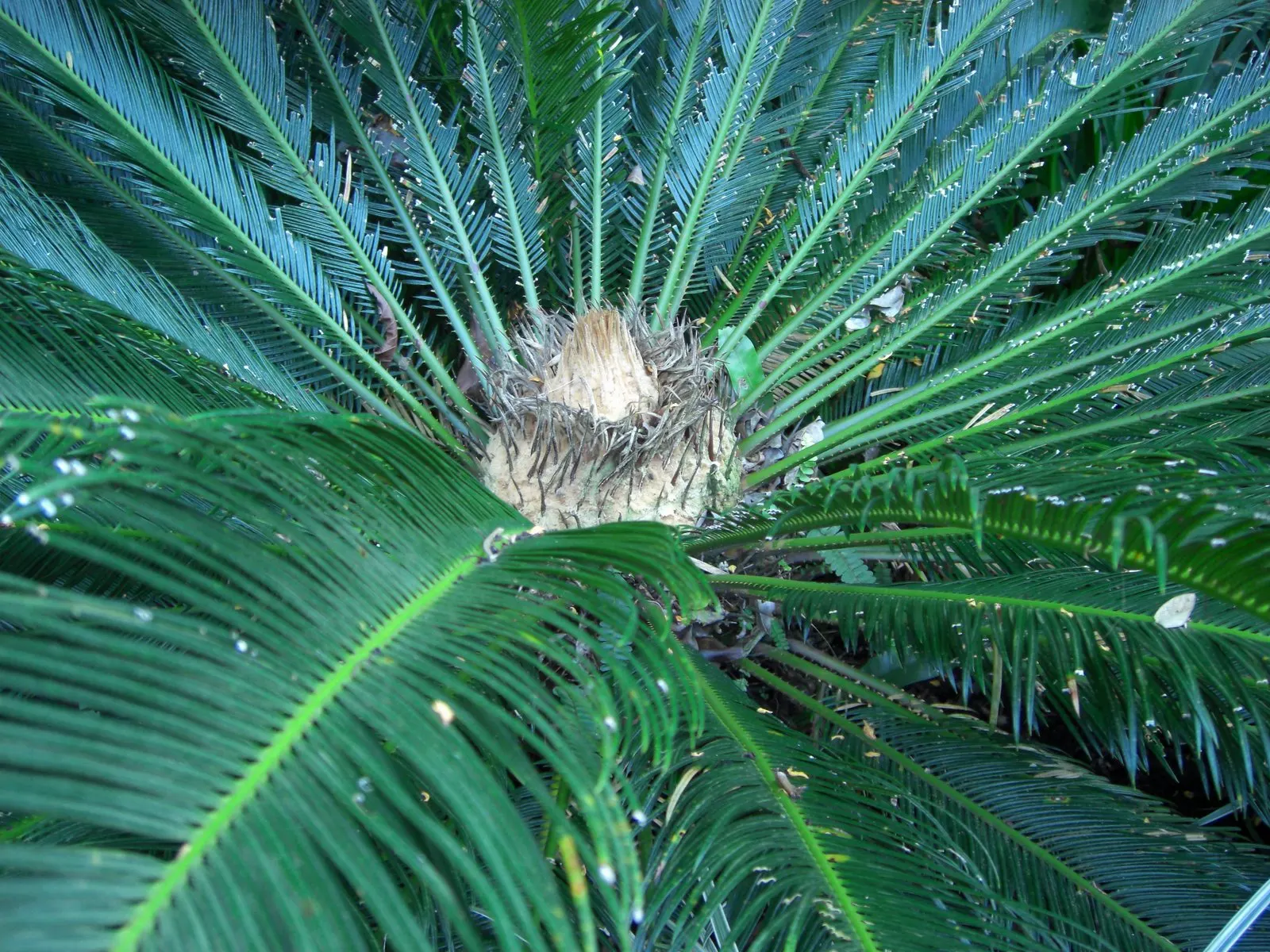 Sago Palm (Cycas Revoluta) — each frond typically ranging from 20 to 60 inches long; it's well-suited to USDA hardiness zones 9 through 11 and thrives in full