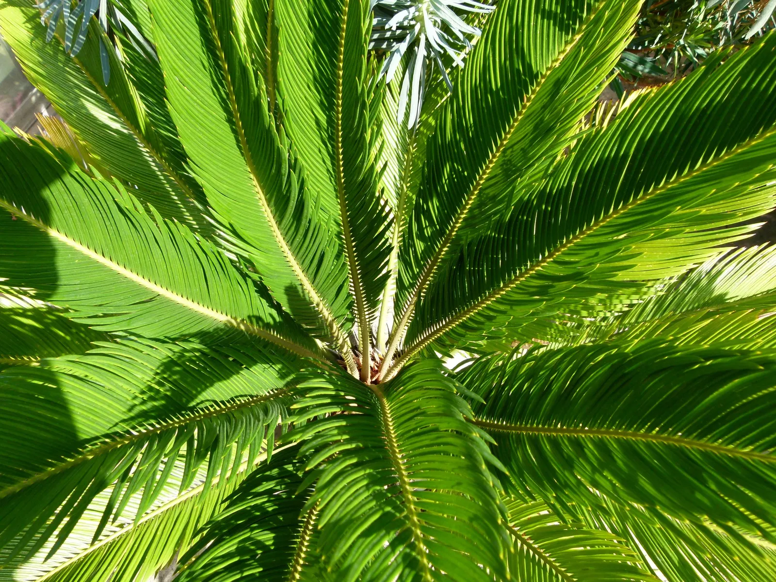 Sago Palm (Cycas Revoluta) — Hardy in USDA zones 9-11, it thrives in well-drained soil and full to partial sun