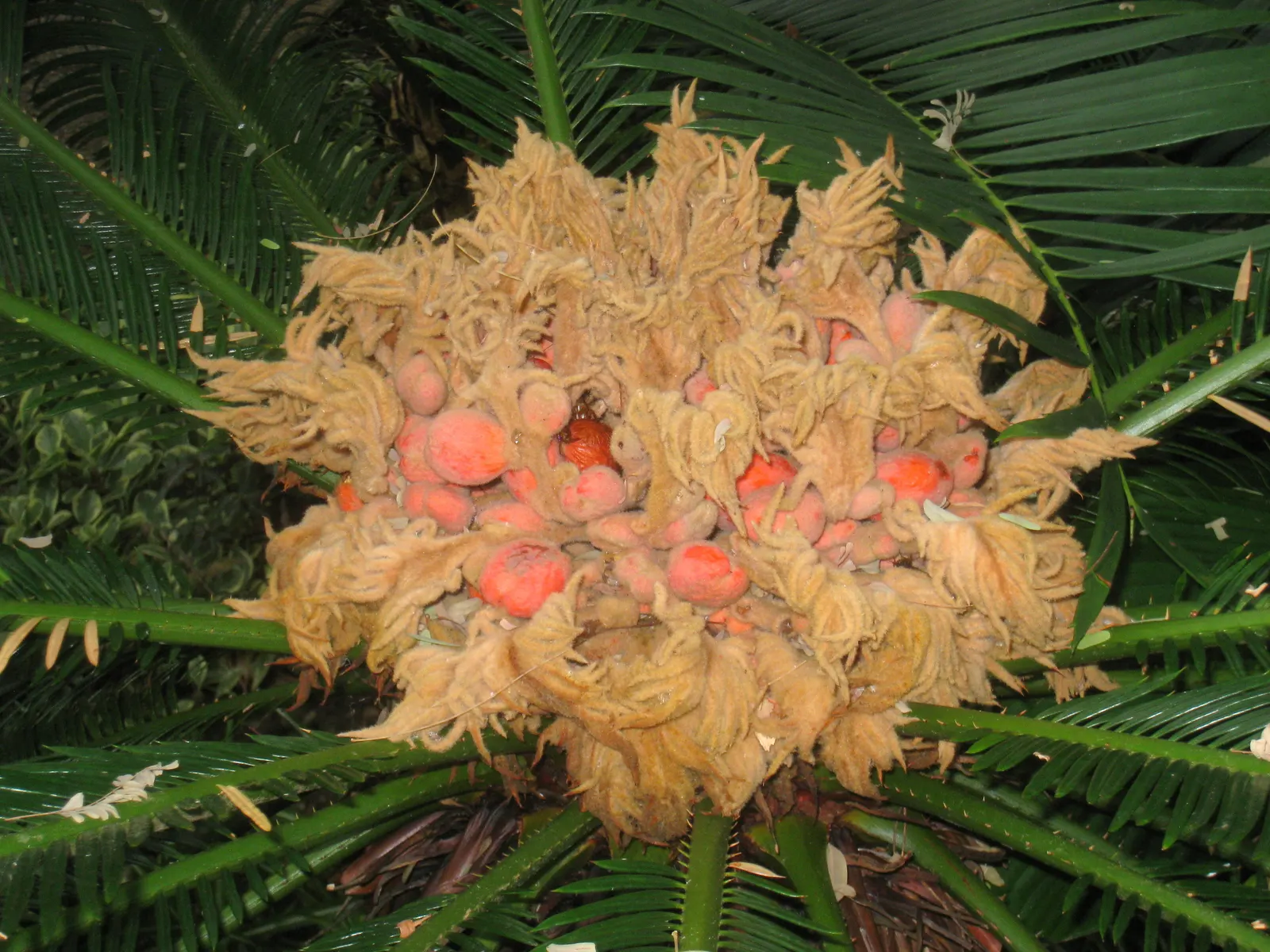 Sago Palm (Cycas Revoluta) — It's well-suited to USDA hardiness zones 9 through 11 and thrives in full sun to partial shade; the Sago Palm, or Cycas revoluta