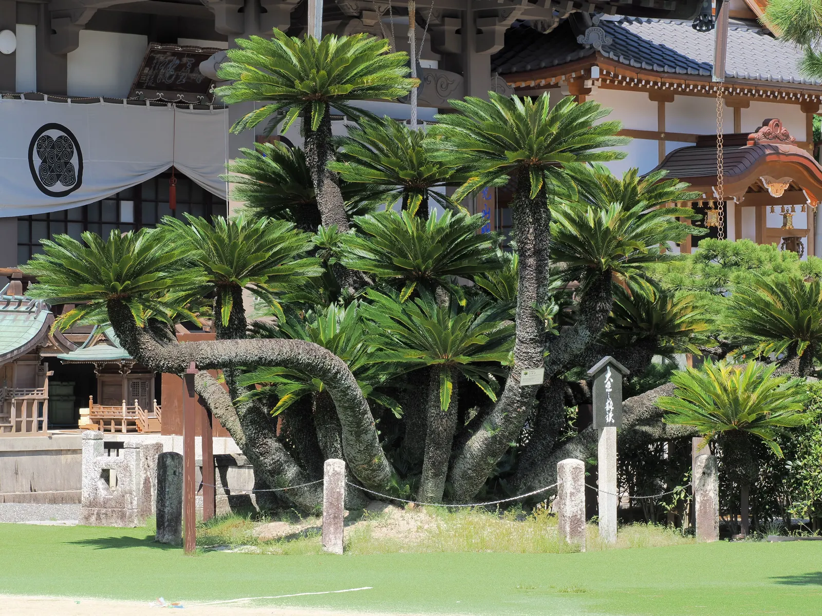 Sago Palm (Cycas Revoluta) — all parts of the Sago Palm are highly toxic if ingested; so caution should be exercised if pets or small children are present in