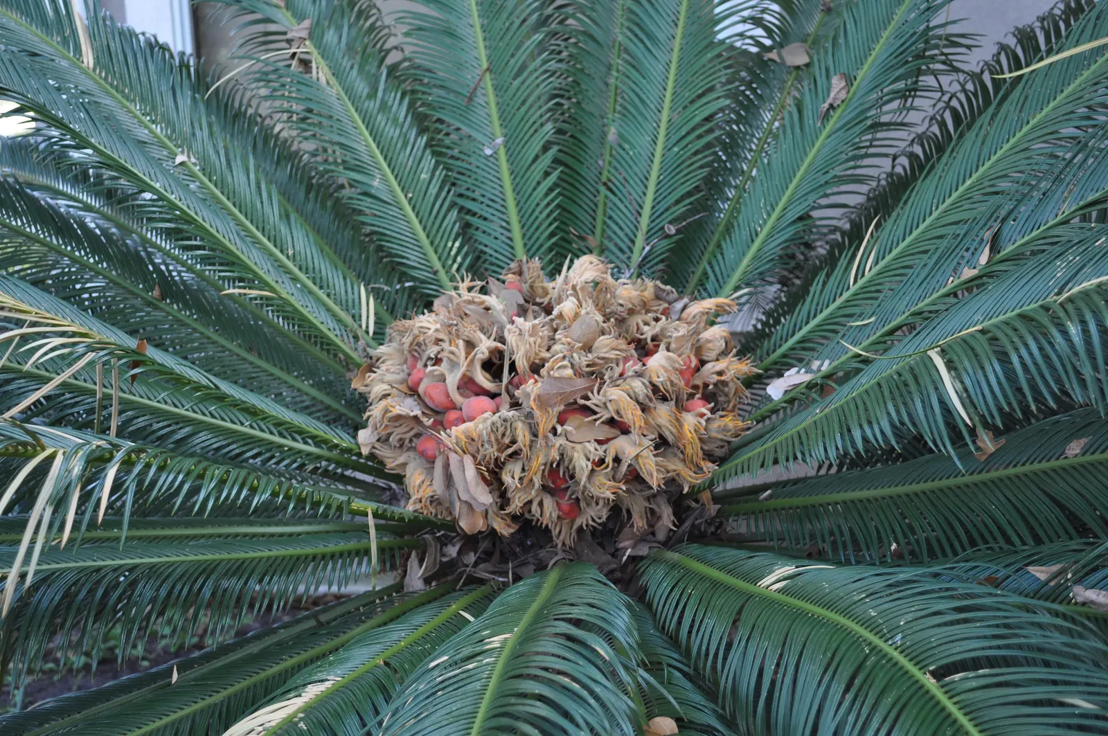 Sago Palm (Cycas Revoluta) — This slow-growing plant features a stout trunk and a symmetrical rosette of dark green