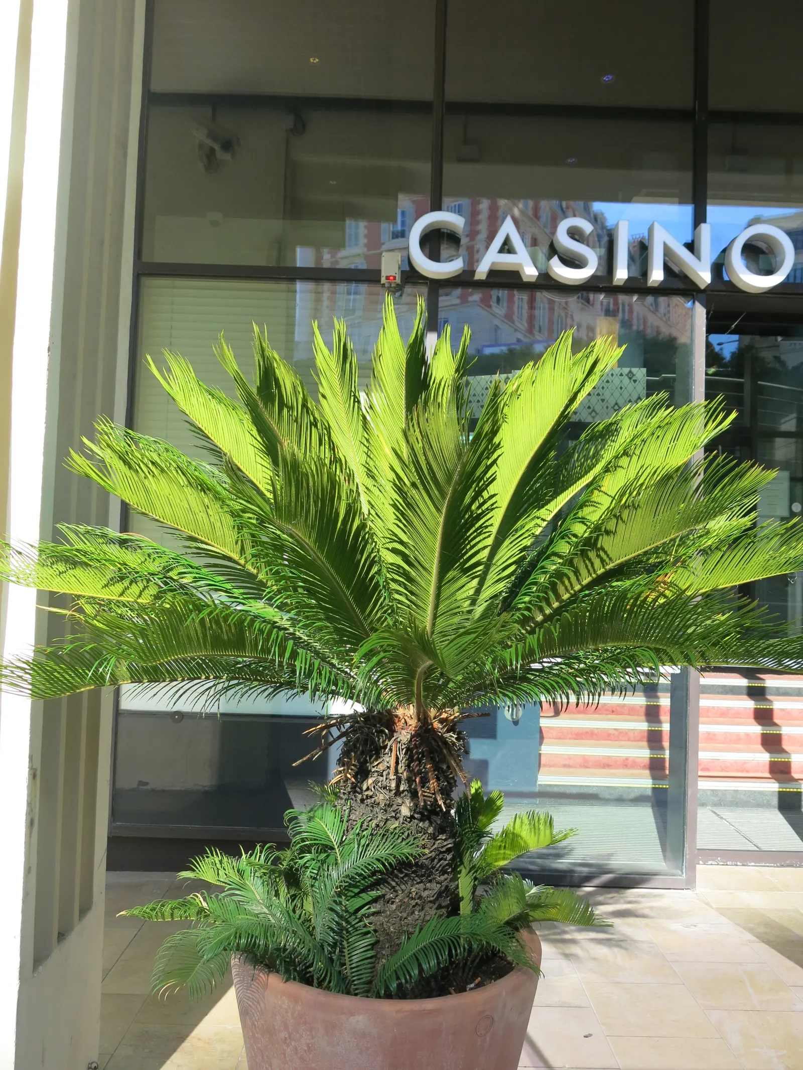 Sago Palm (Cycas Revoluta) — so caution should be exercised if pets or small children are present in the garden; it is not a true palm but a cycad