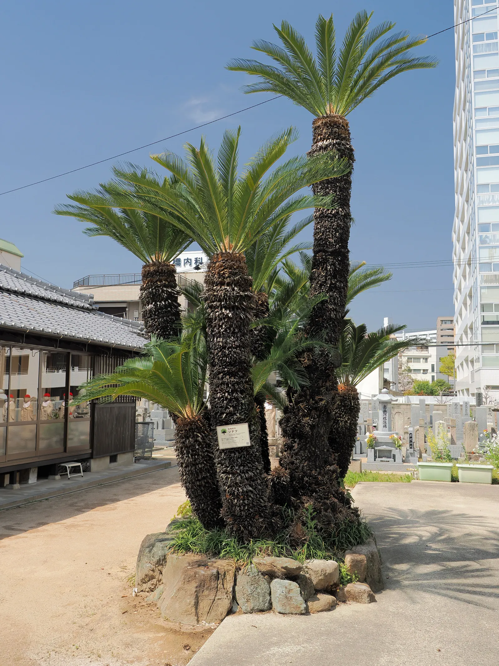 Sago Palm (Cycas Revoluta) — The Sago Palm, or Cycas revoluta, is an ancient, slow-growing plant that adds an exotic touch to landscapes; drought, image 33