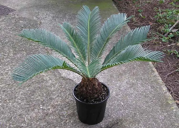Sago Palm (Cycas Revoluta) — Drought tolerant once established, it reaches 2-10 feet in height and spread, requiring minimal care