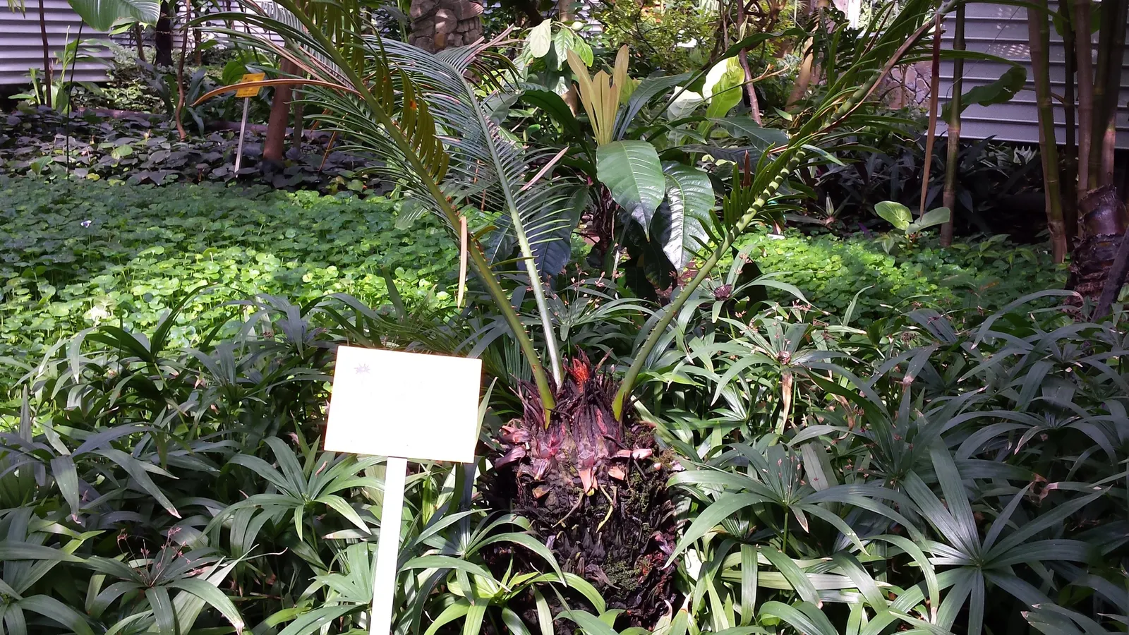 Sago Palm (Cycas Revoluta) — It's well-suited to USDA hardiness zones 9 through 11 and thrives in full sun to partial shade
