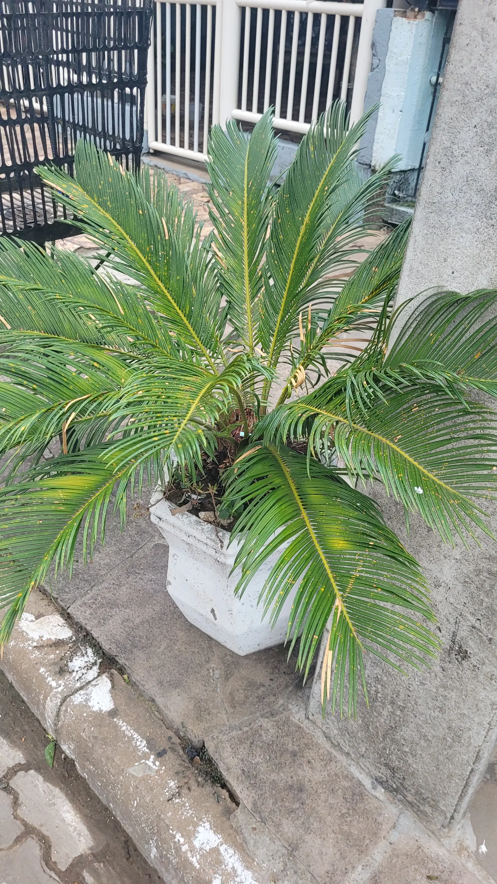 Sago Palm (Cycas Revoluta) — all parts of the Sago Palm are highly toxic if ingested