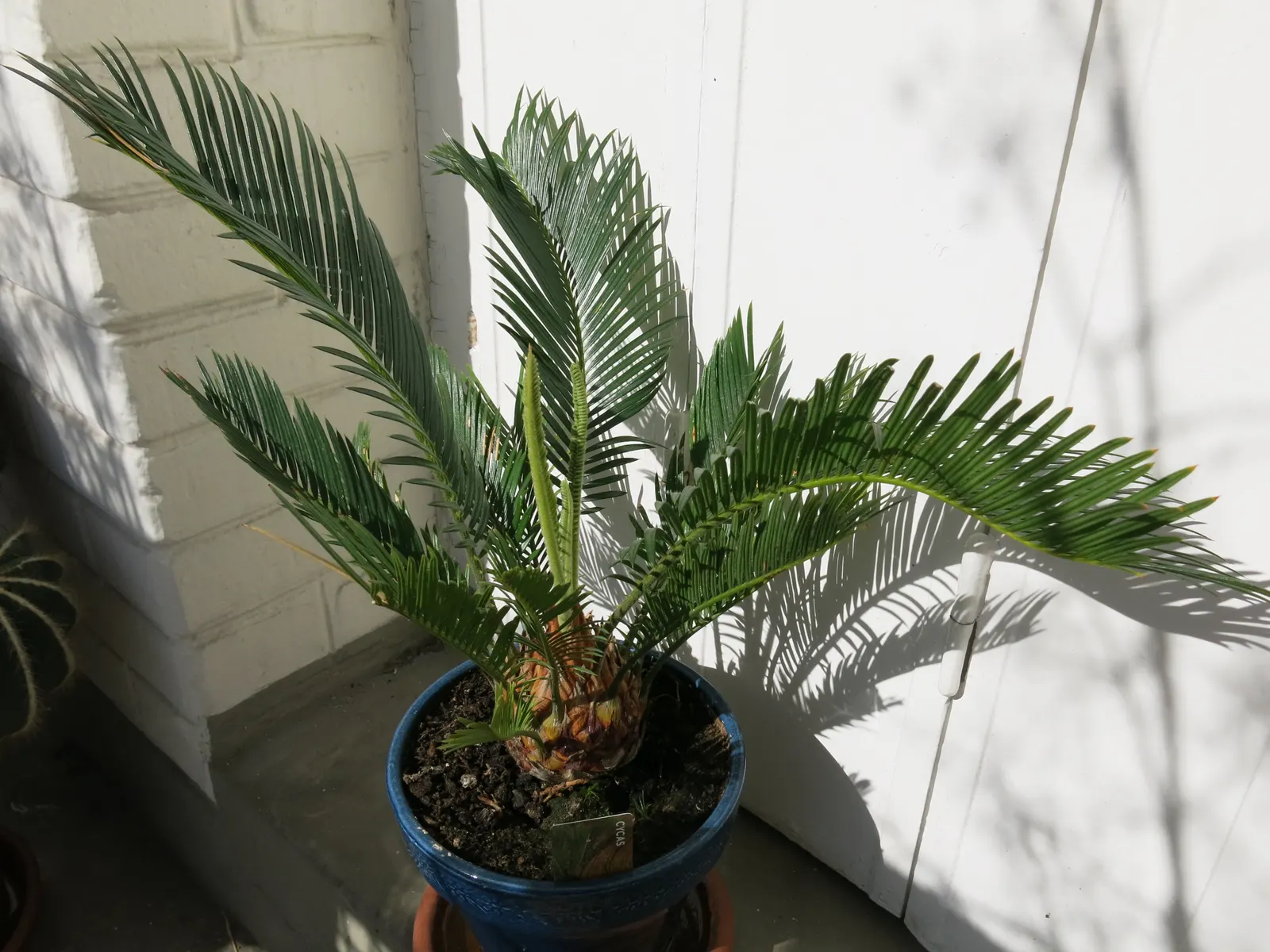 Sago Palm (Cycas Revoluta) — Featuring a stout trunk and a rosette of dark green, pinnate leaves up to 3 feet long, it resembles a palm; but it is particularly
