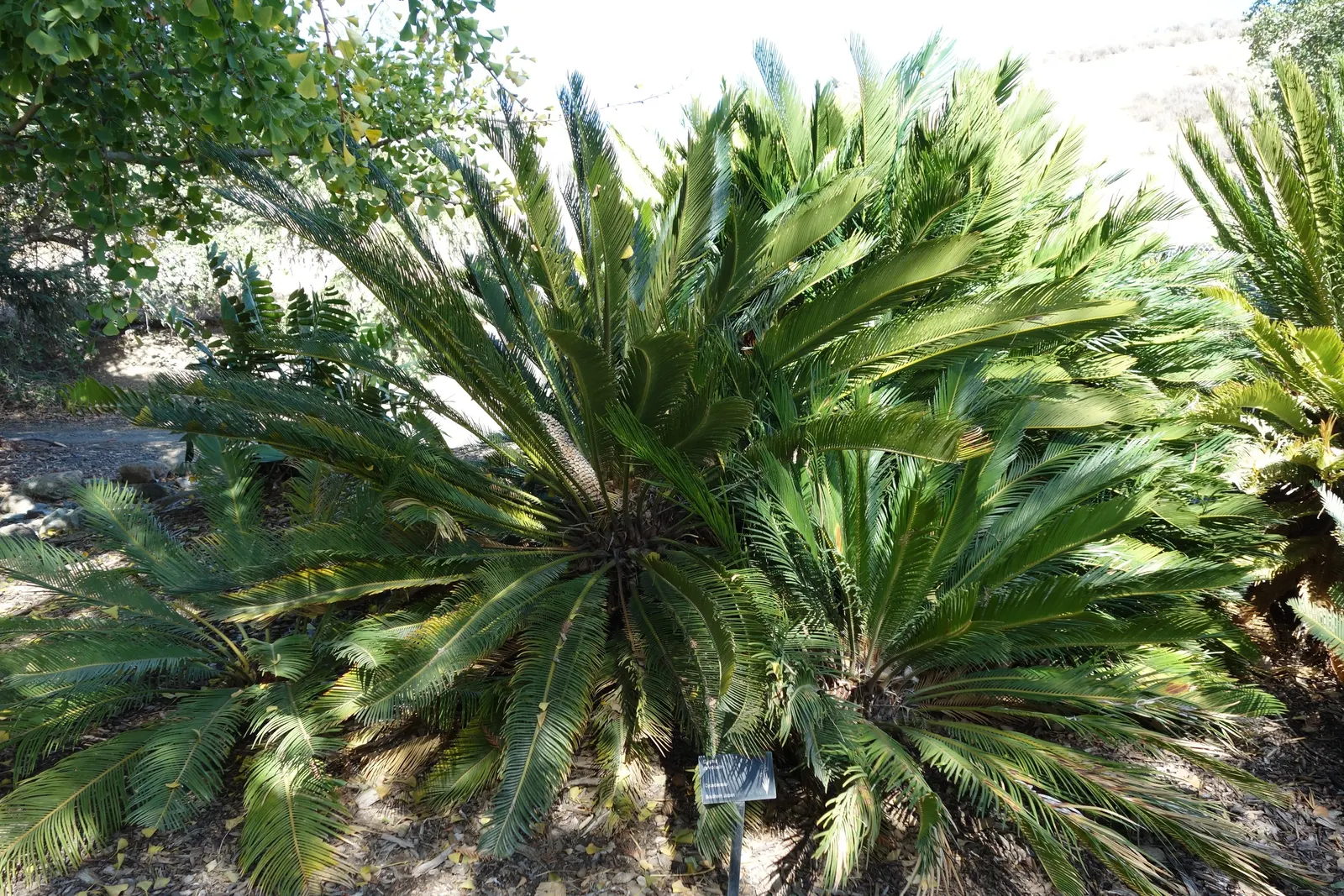 Sago Palm (Cycas Revoluta) — each frond typically ranging from 20 to 60 inches long