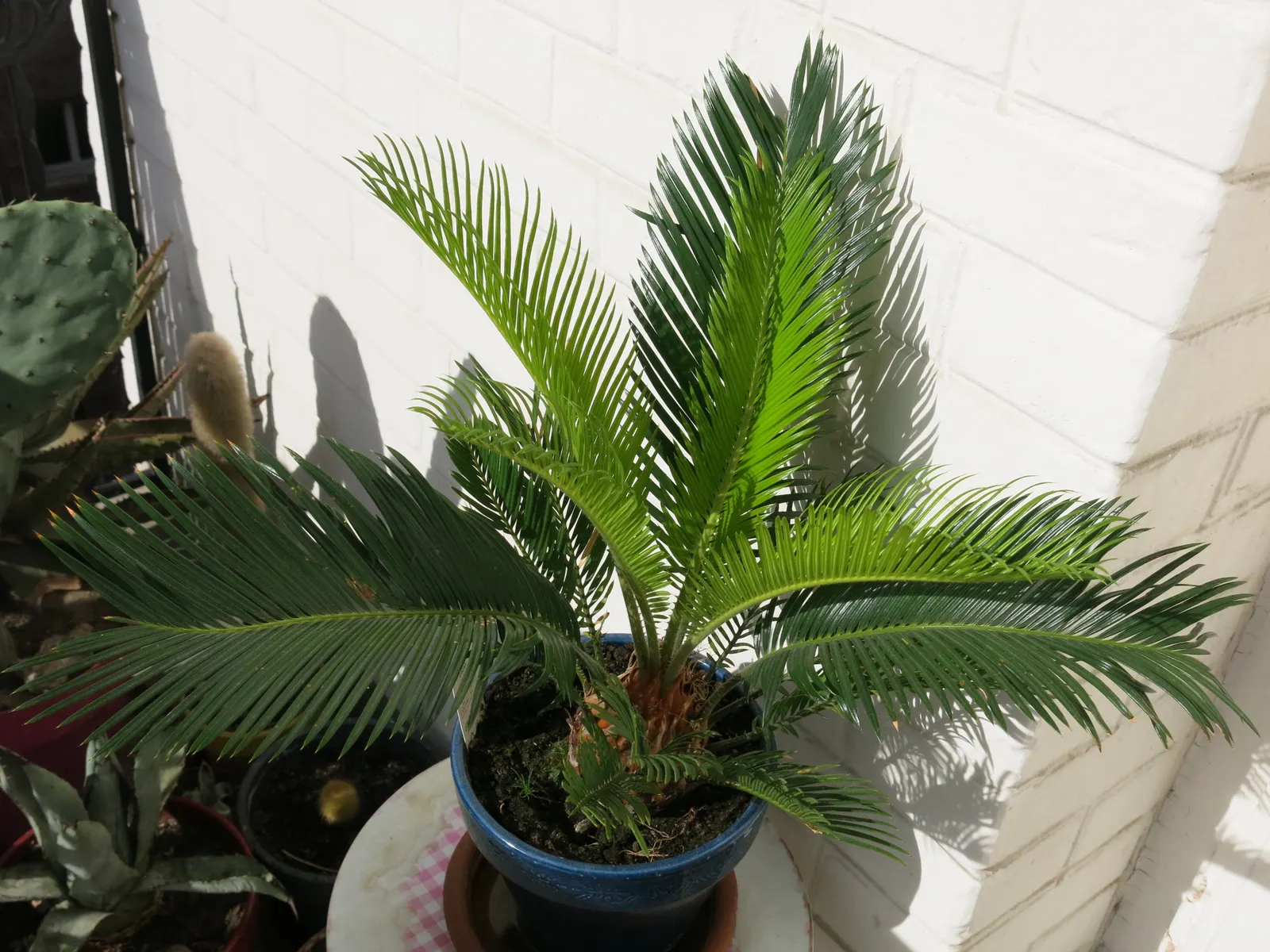 Sago Palm (Cycas Revoluta) — it is not a true palm but a cycad