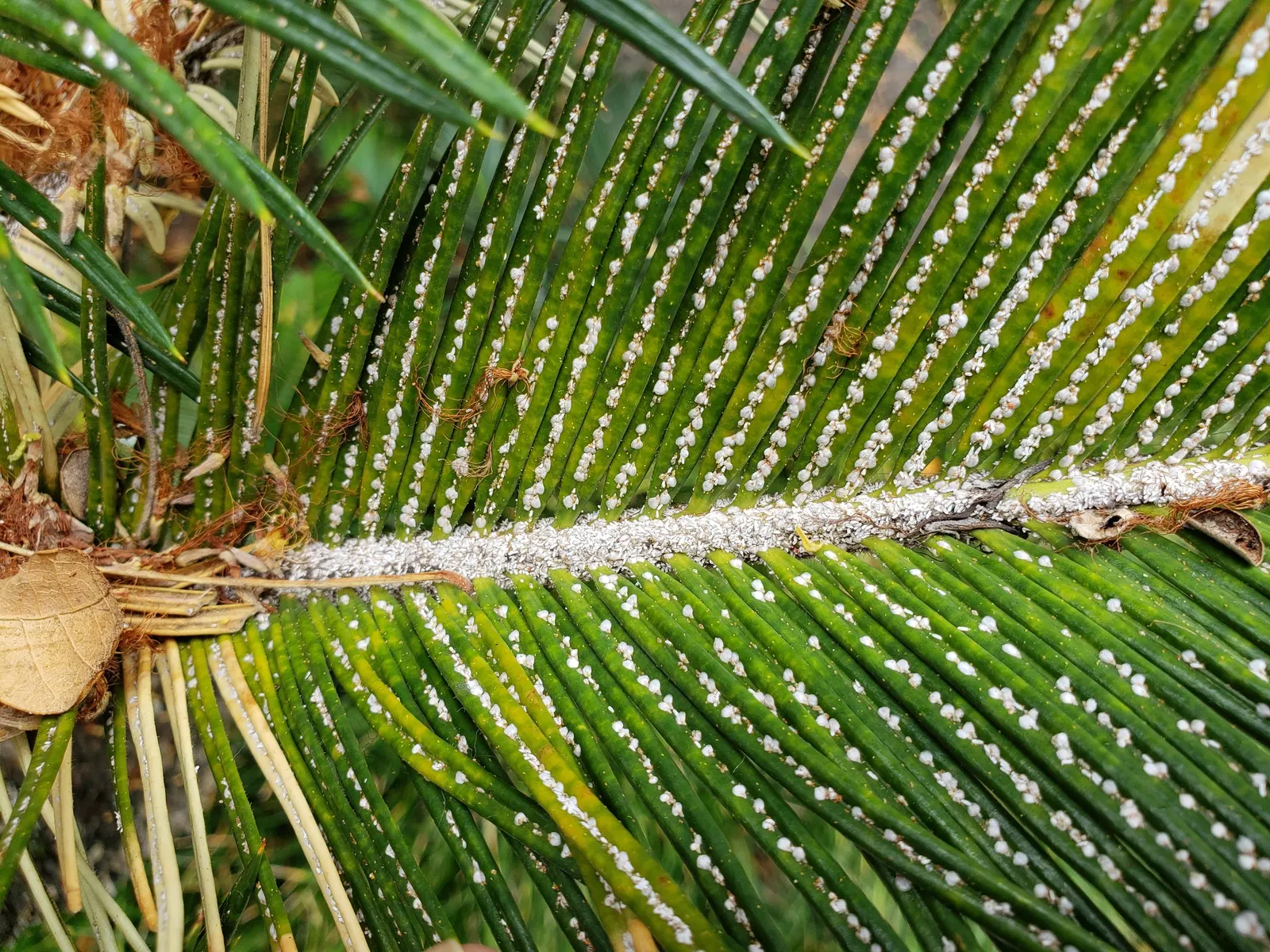 Sago Palm (Cycas Revoluta) — Drought tolerant once established, it reaches 2-10 feet in height and spread, requiring minimal care; each frond, image 36