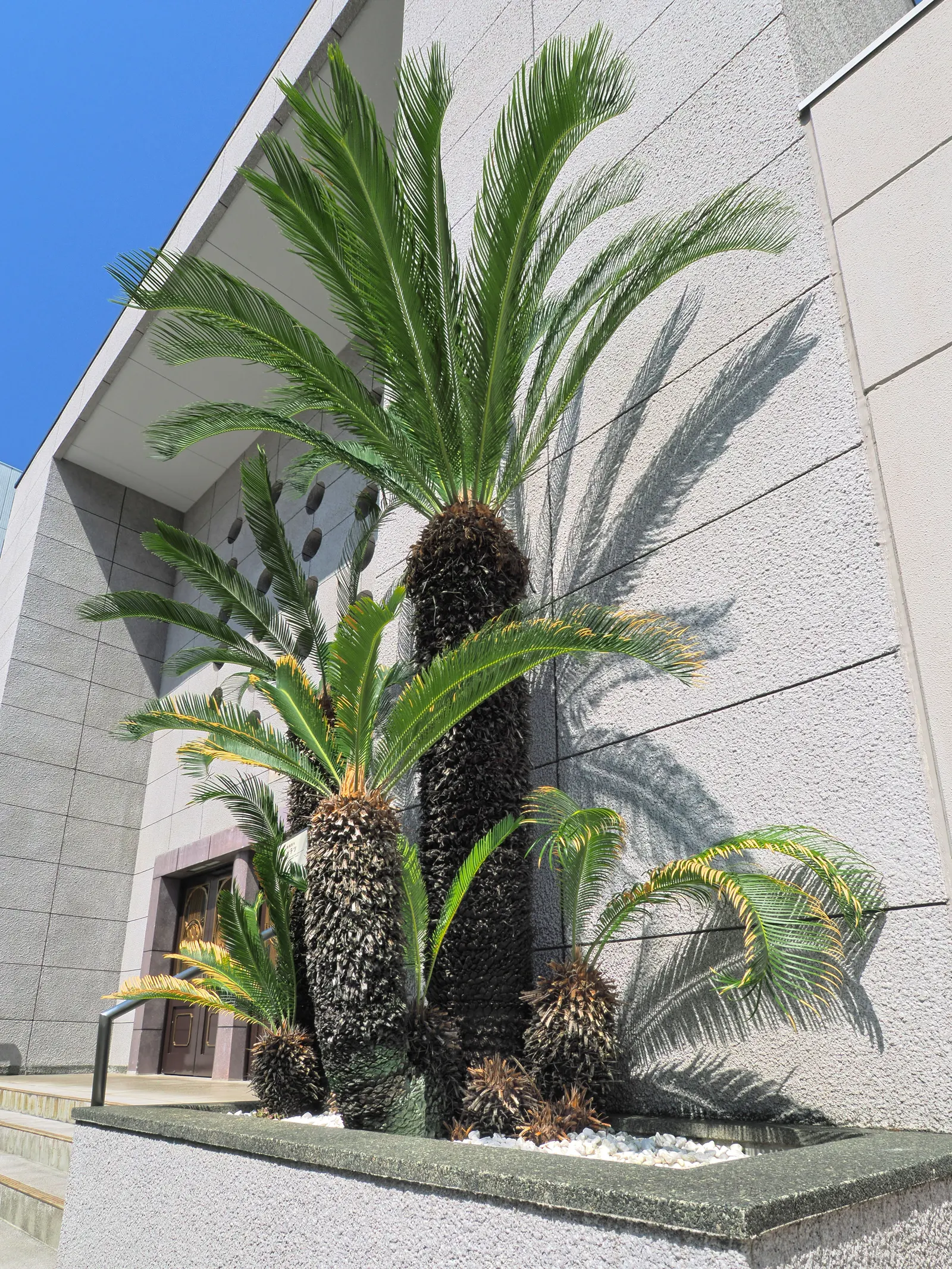 Sago Palm (Cycas Revoluta) — is a distinctive and ancient plant species that adds an exotic and tropical flair to any landscape design; palm for, image 117