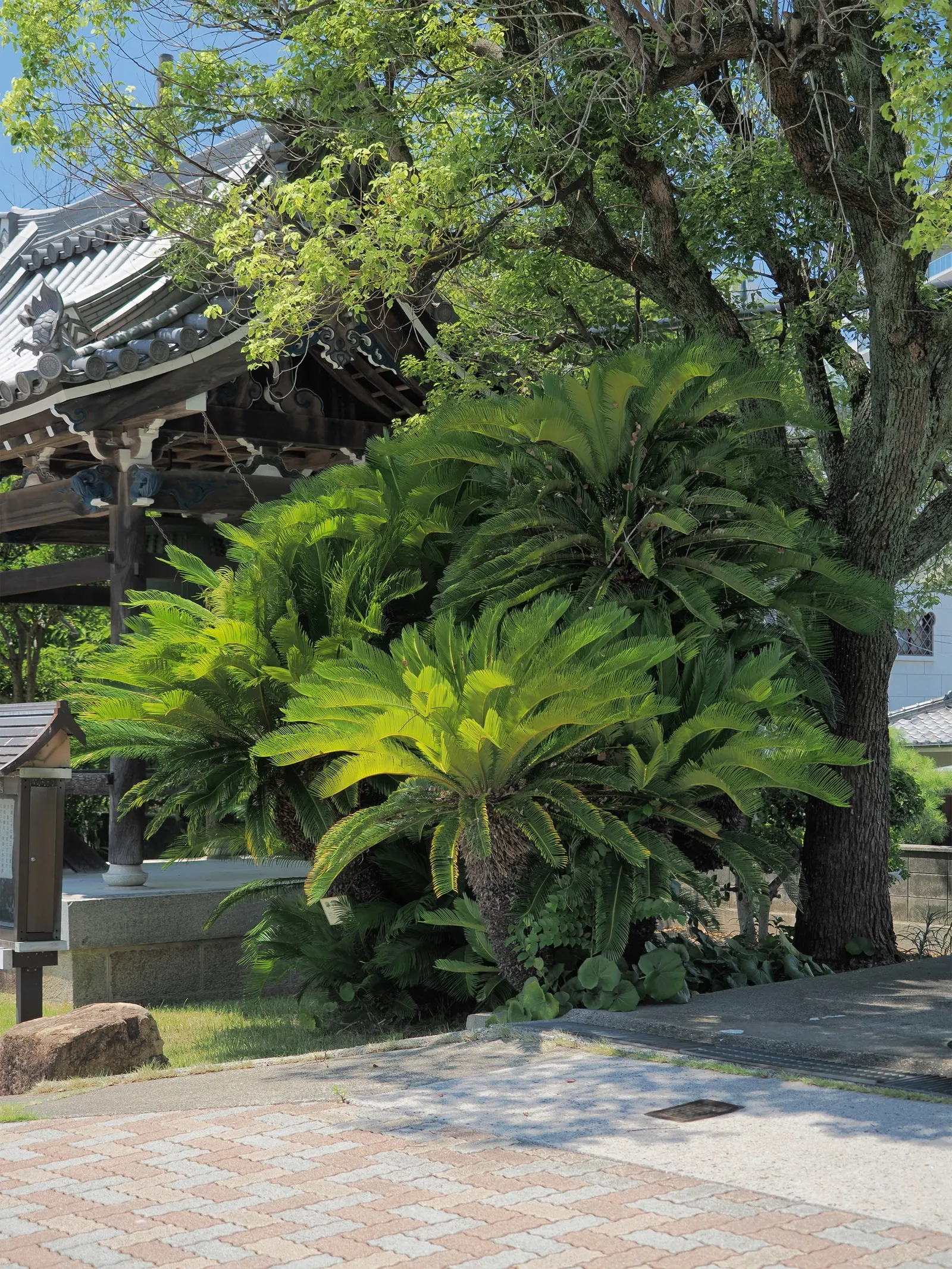 Sago Palm (Cycas Revoluta) — it is not a true palm but a cycad; cycas revoluta can eventually grow taller (up to 10 feet) under optimal conditions, image 118