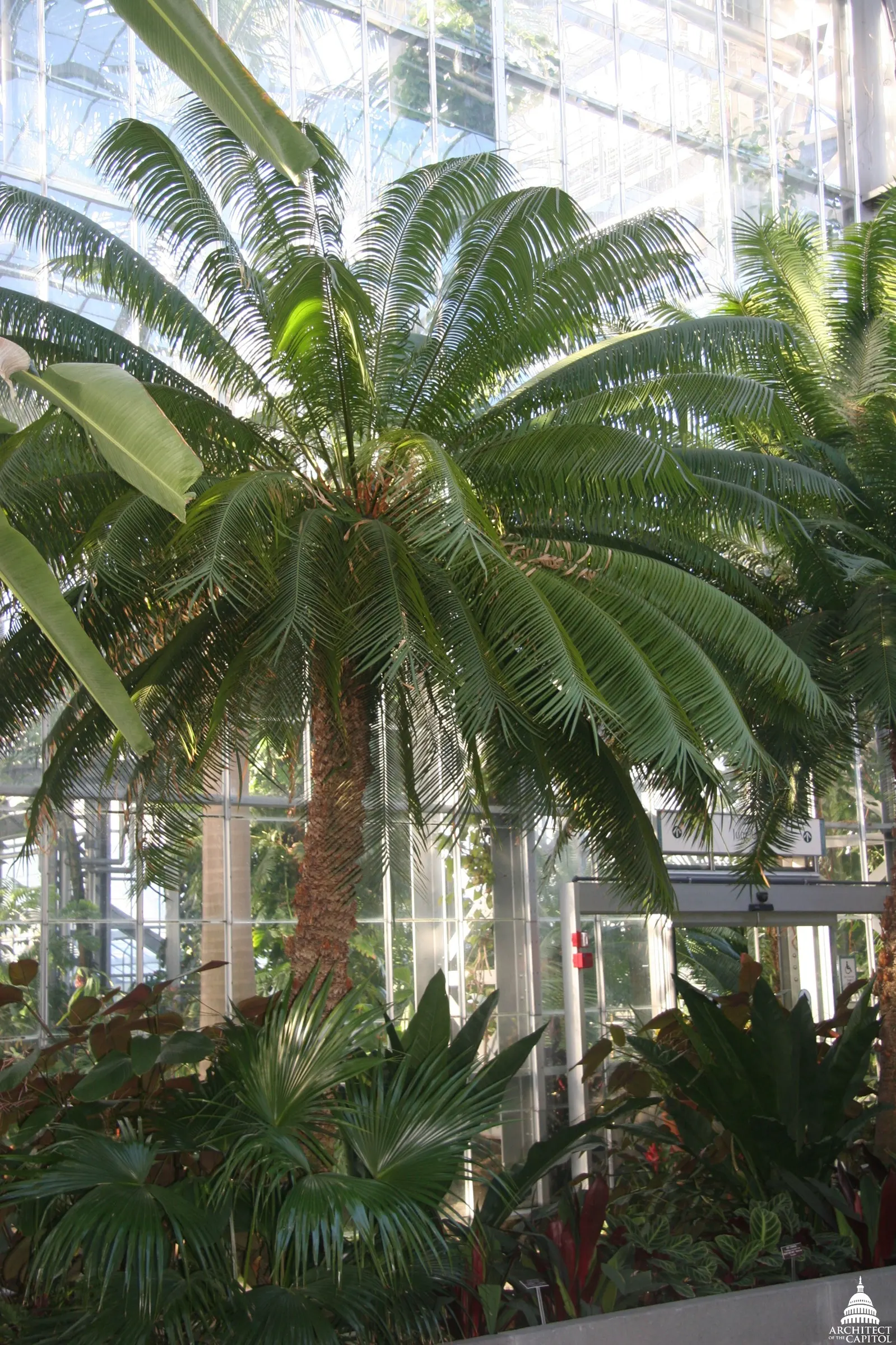 Sago Palm (Cycas Revoluta) — Cycas revoluta can eventually grow taller (up to 10 feet) under optimal conditions over many years; all parts of the Sago Palm are