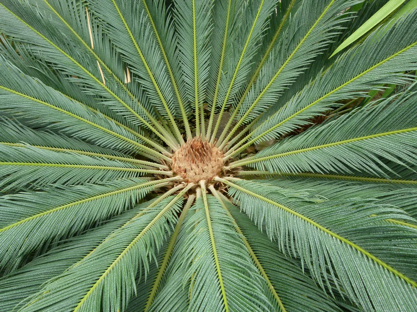 Sago Palm (Cycas Revoluta) — Cycas revoluta can eventually grow taller (up to 10 feet) under optimal conditions over many years