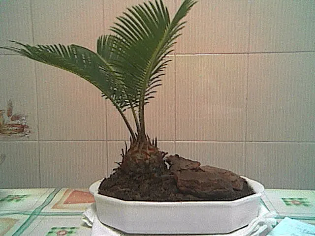 Sago Palm (Cycas Revoluta) — The Sago Palm, or Cycas revoluta, is an ancient, slow-growing plant that adds an exotic touch to landscapes; drought tolerant once