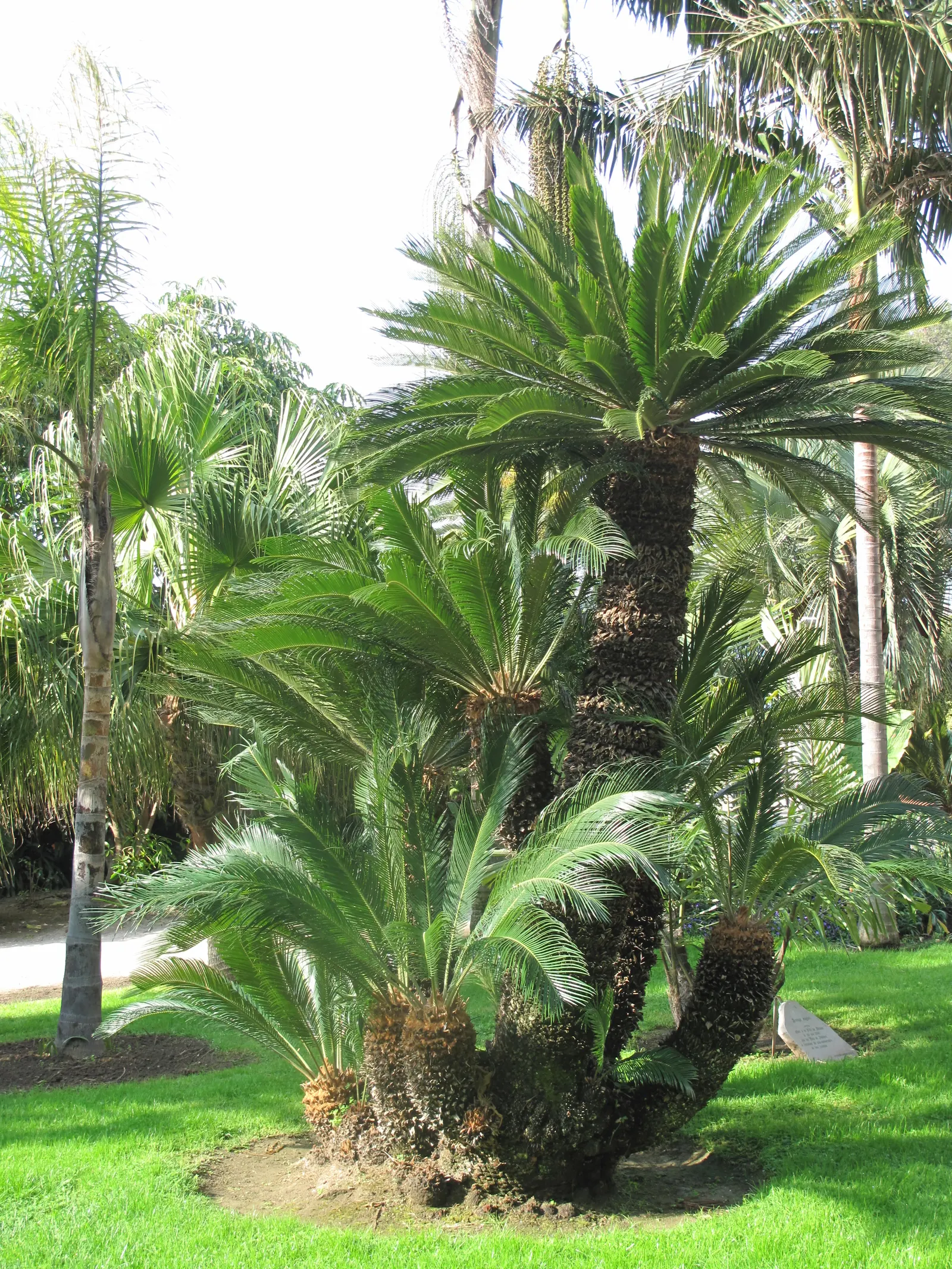 Sago Palm (Cycas Revoluta) — but it is particularly important to avoid overwatering to prevent root rot