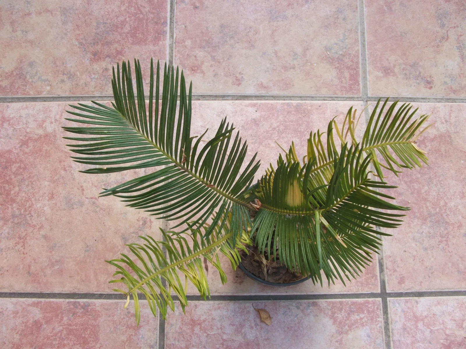 Sago Palm (Cycas Revoluta) — but it is particularly important to avoid overwatering to prevent root rot; it's important to note that the leaflets are quite