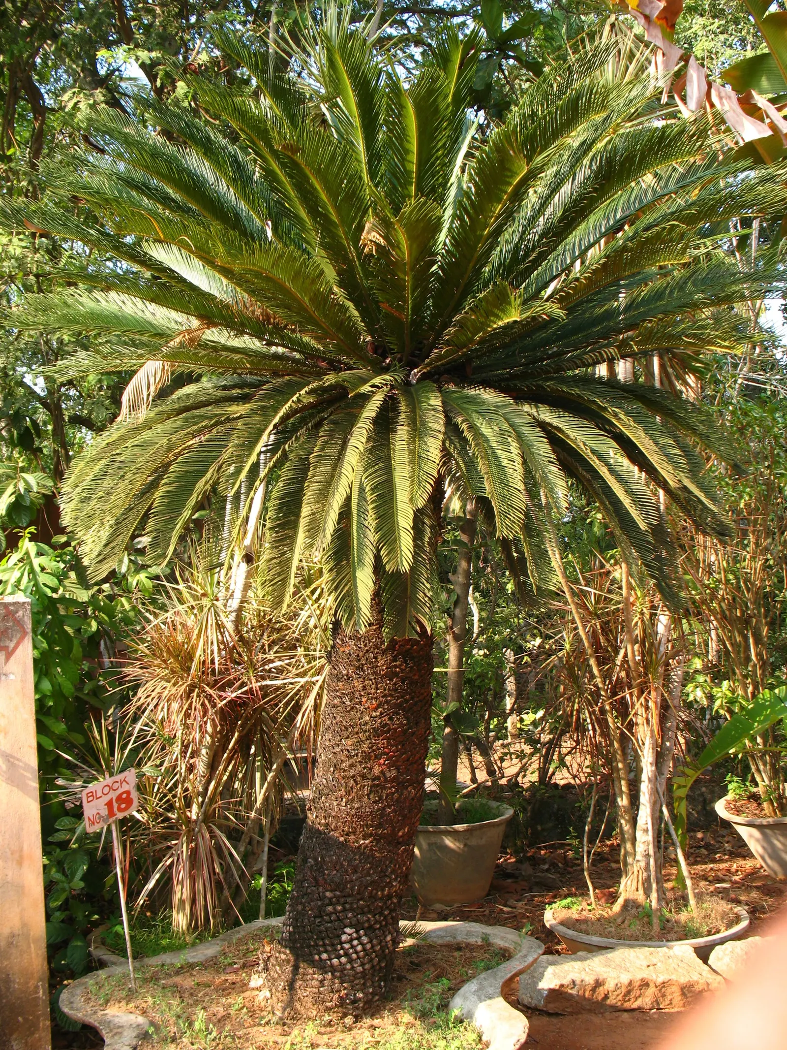 Sago Palm (Cycas Revoluta) — it is not a true palm but a cycad; cycas revoluta can eventually grow taller (up to 10 feet) under optimal conditions over many