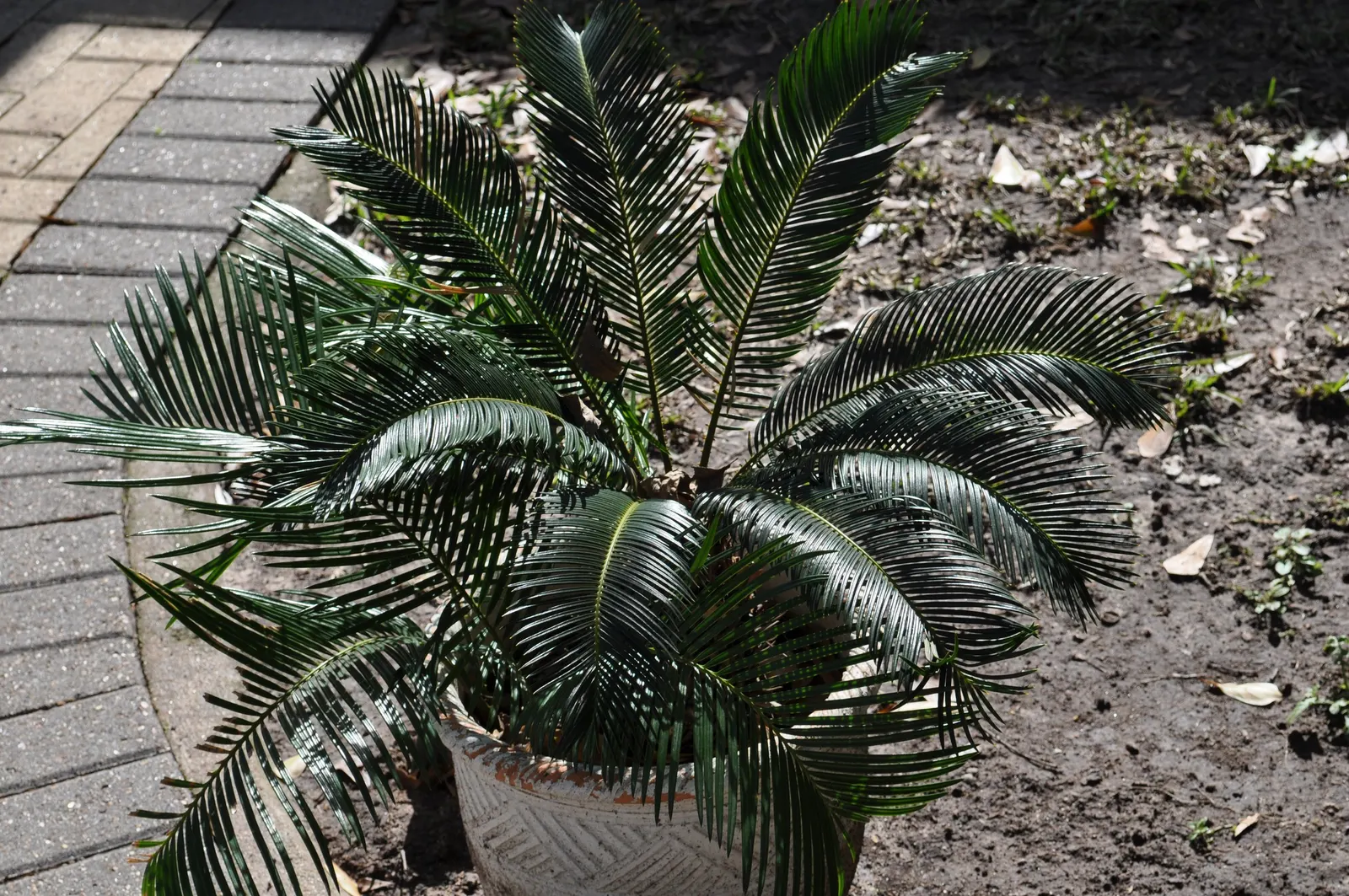 Sago Palm (Cycas Revoluta) — It's important to note that the leaflets are quite stiff and can be sharp; hardy in USDA zones 9-11, it thrives in well-drained