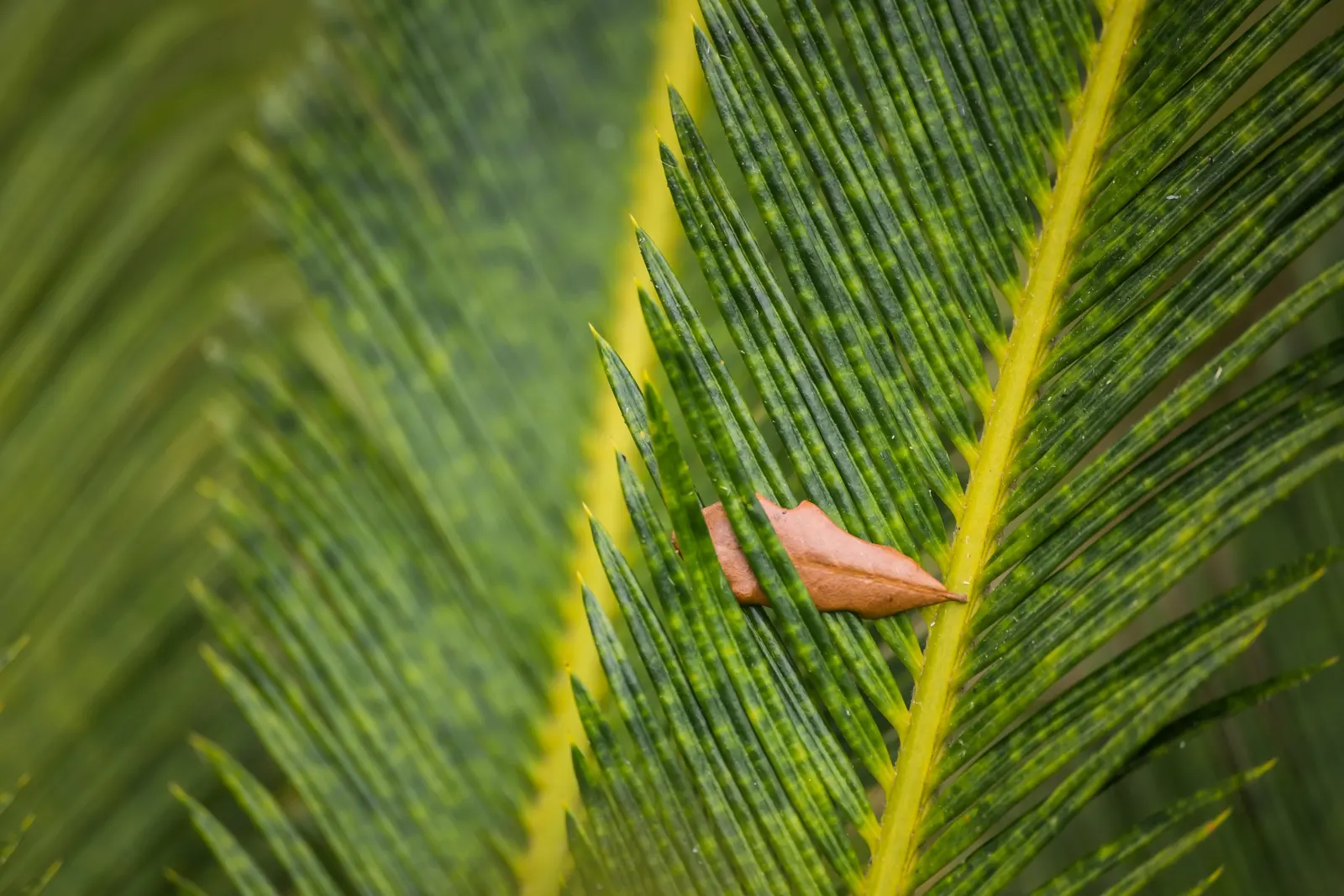 Sago Palm (Cycas Revoluta) — so caution should be exercised if pets or small children are present in the garden