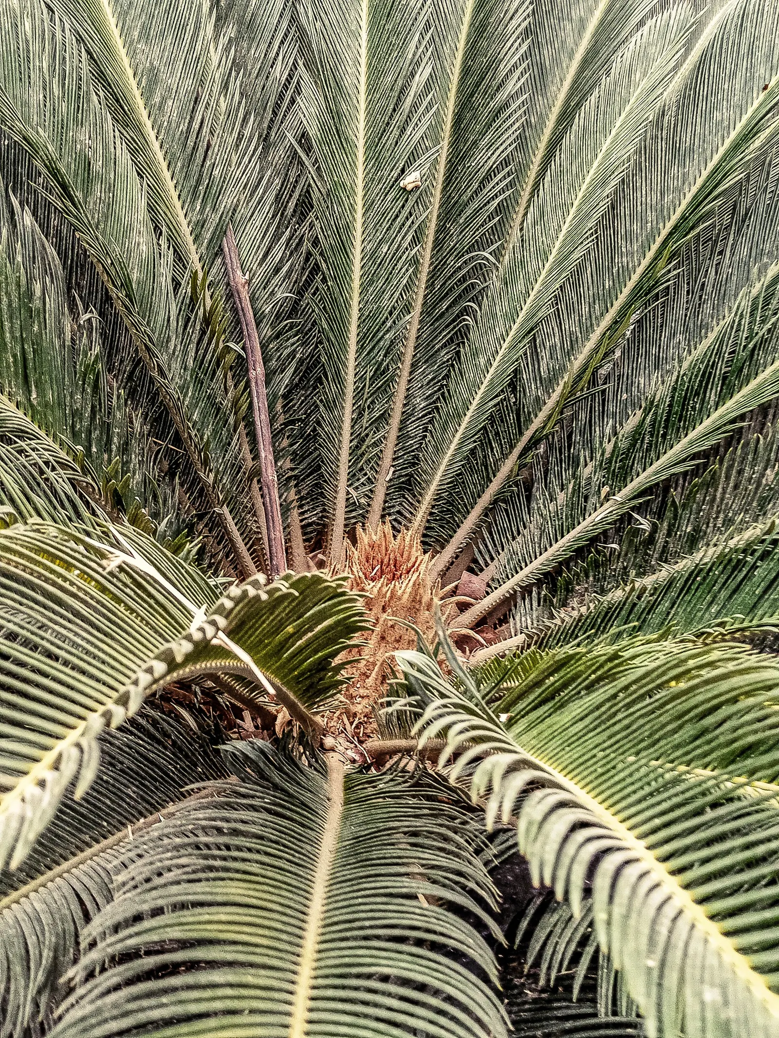 Sago Palm (Cycas Revoluta) — Hardy in USDA zones 9-11, it thrives in well-drained soil and full to partial sun; featuring a stout trunk and a, image 35