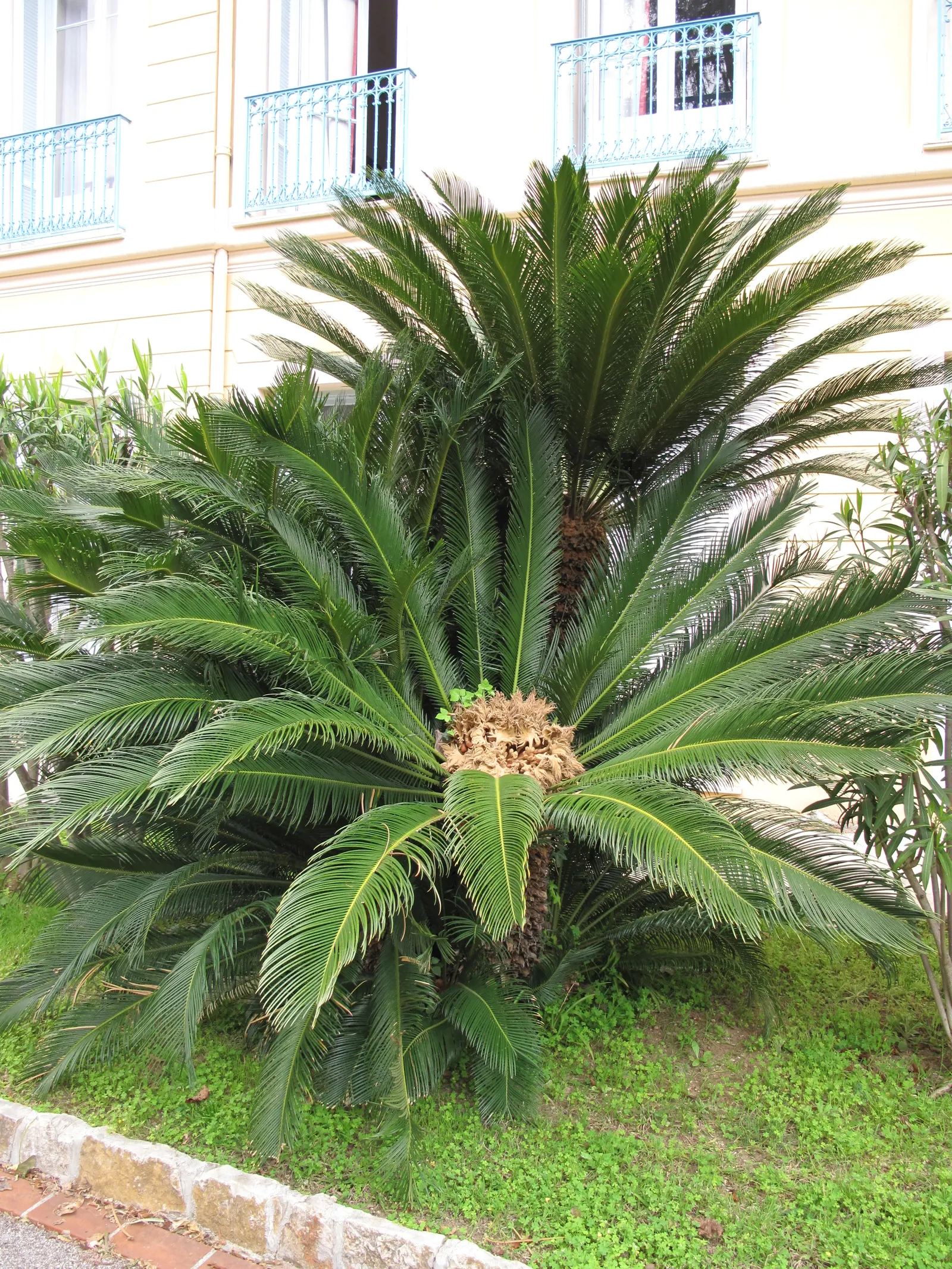 Sago Palm (Cycas Revoluta) — is a distinctive and ancient plant species that adds an exotic and tropical flair to any landscape design; palm for full or half