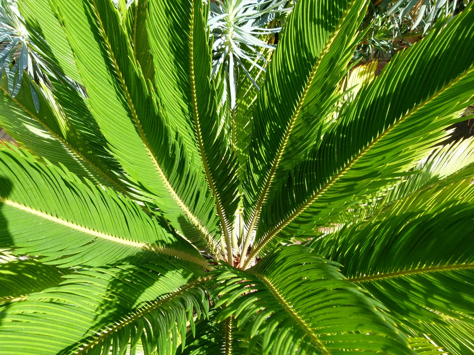 Sago Palm (Cycas Revoluta) — is a distinctive and ancient plant species that adds an exotic and tropical flair to any landscape design