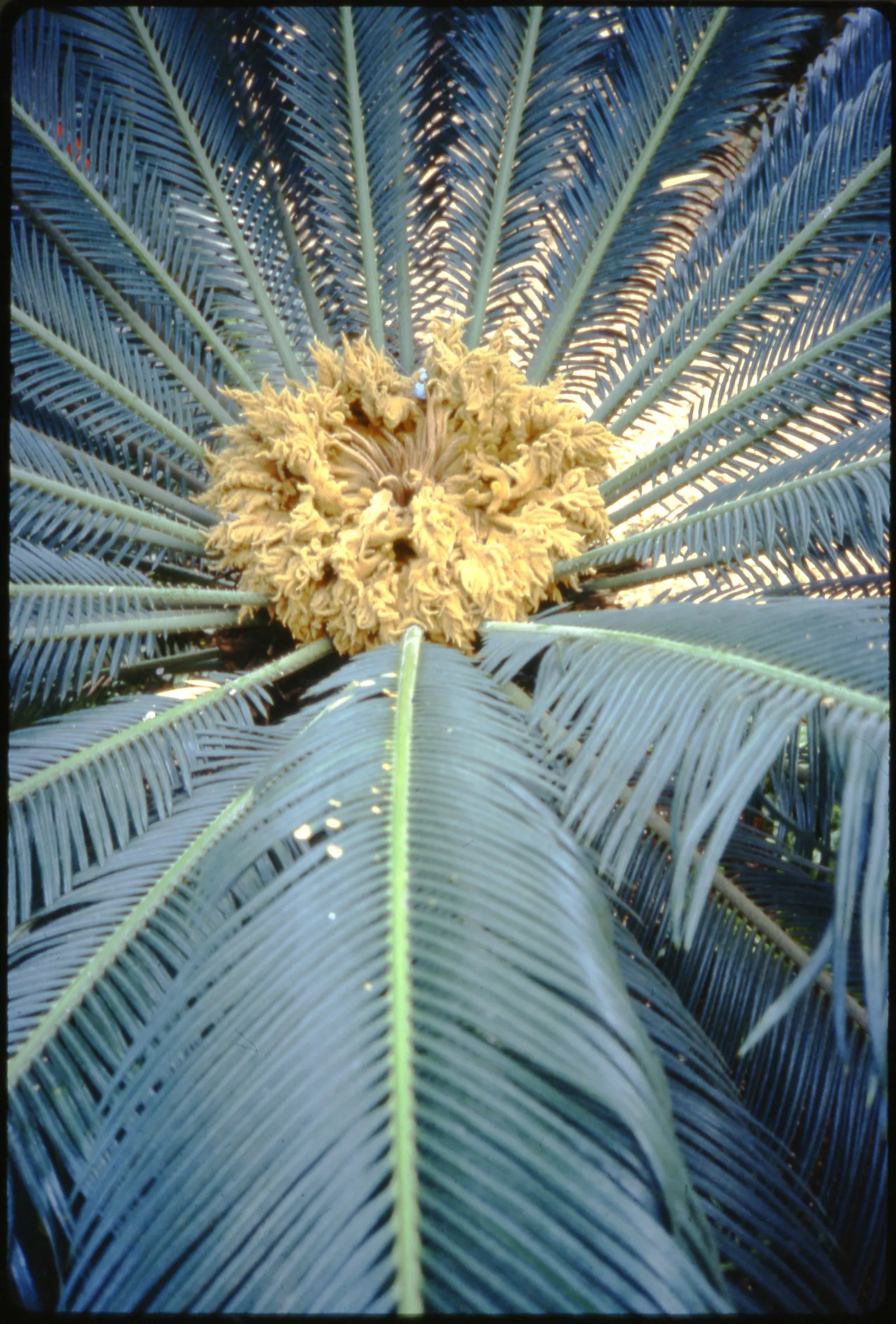 Sago Palm (Cycas Revoluta) — While it can withstand some drought conditions once established; this slow-growing plant features a stout trunk and a symmetrical