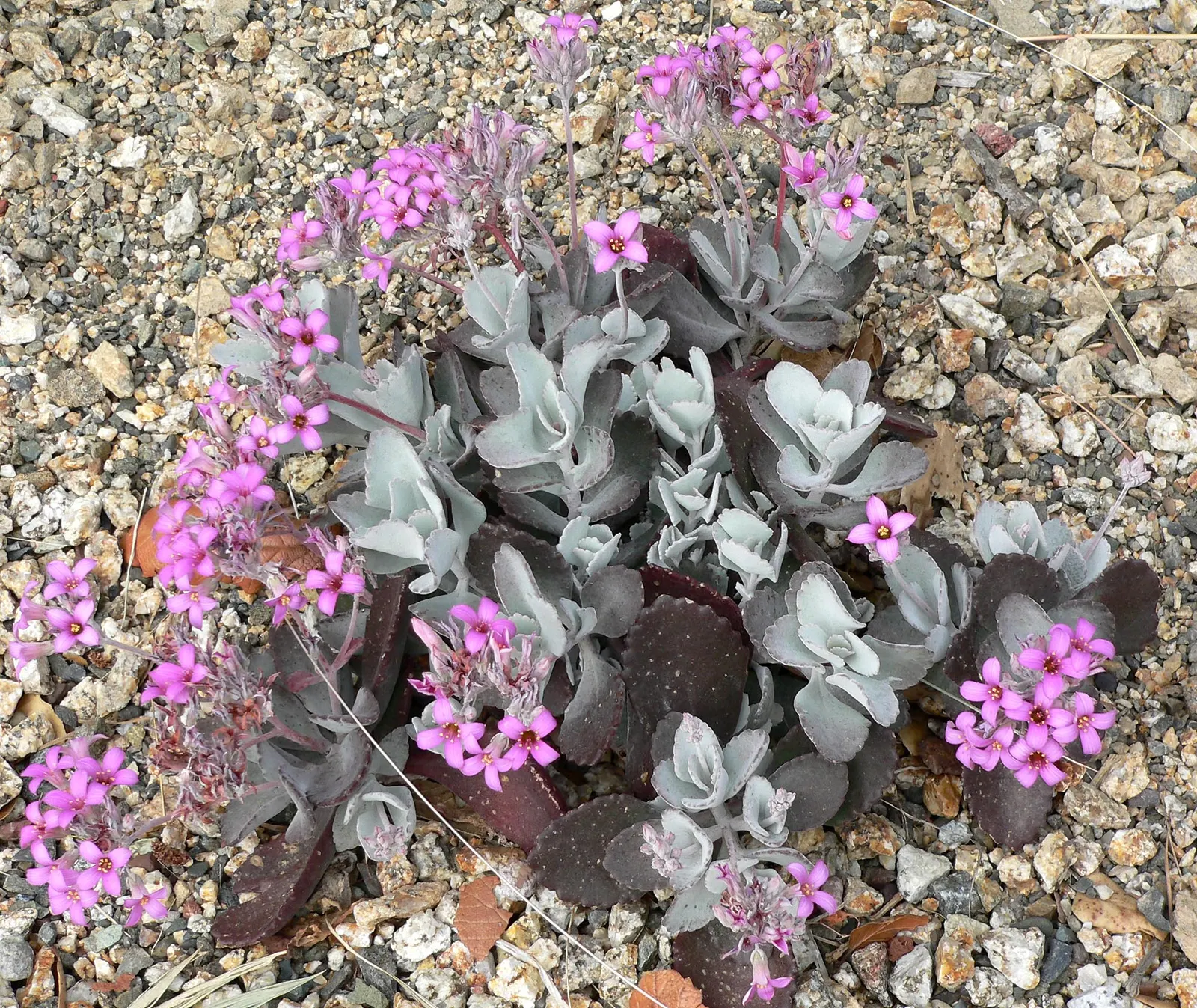Pumila Kalanchoe (Kalanchoe Pumila) — is a petite succulent reaching heights up to 12 inches with a spread of 24 inches
