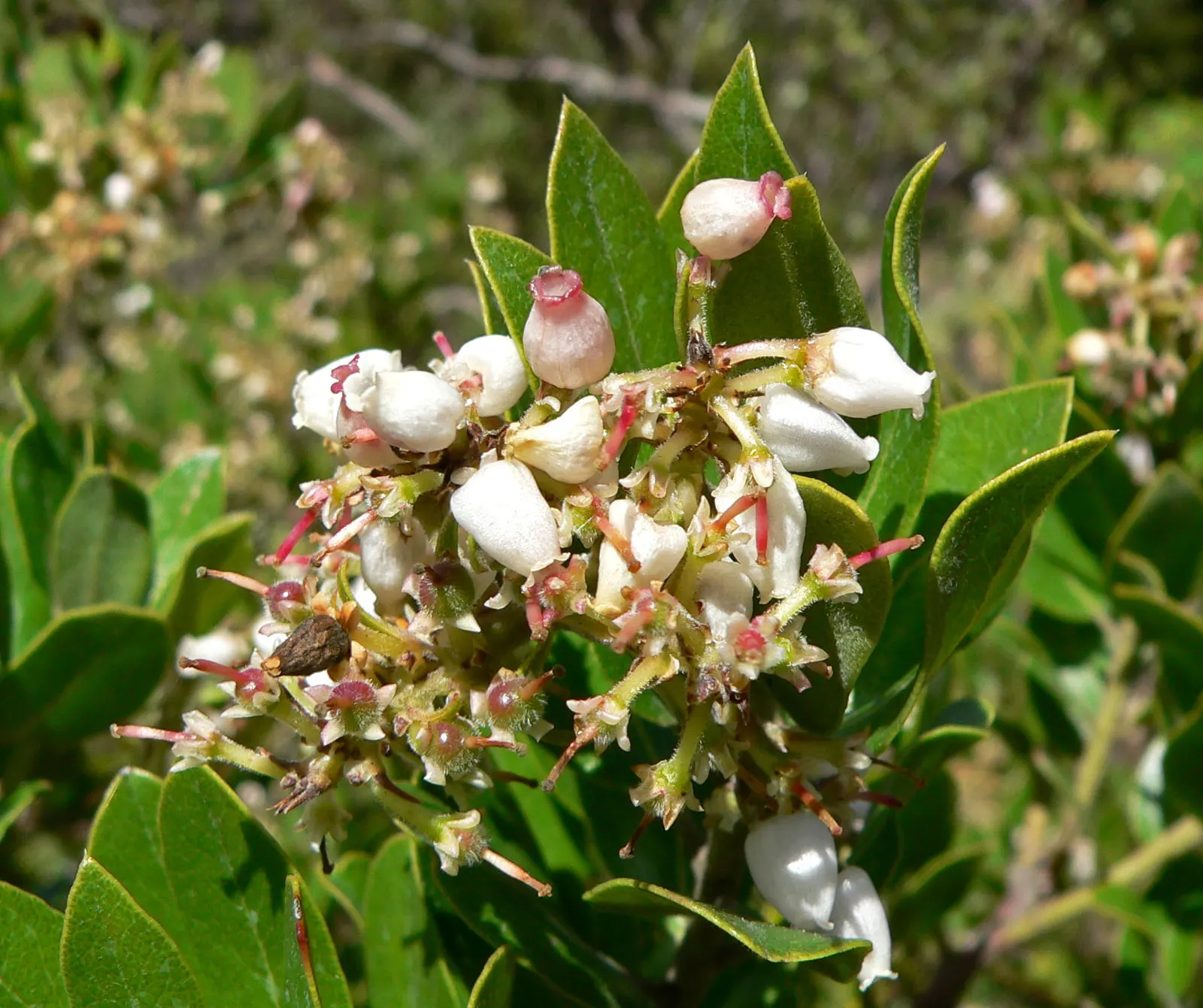Woollyleaf Manzanita (Arctostaphylos Tomentosa) — scientifically known as Arctostaphylos tomentosa