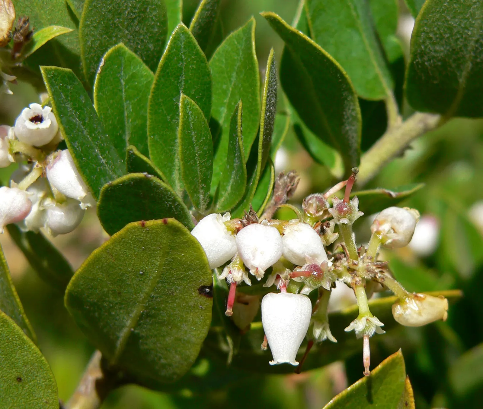 Woollyleaf Manzanita (Arctostaphylos Tomentosa) — Ideal for xeriscaping and native Californian gardens