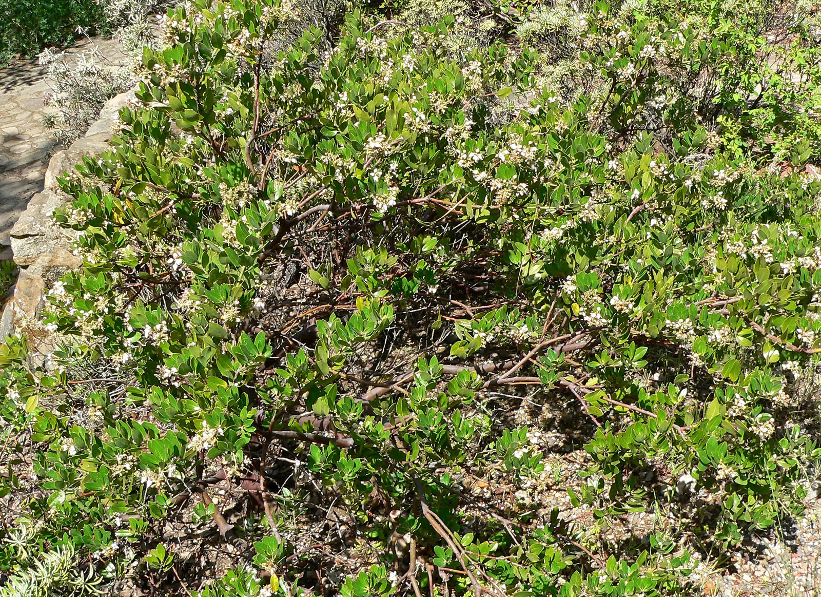 Woollyleaf Manzanita (Arctostaphylos Tomentosa) — Suited for USDA zones 8-10