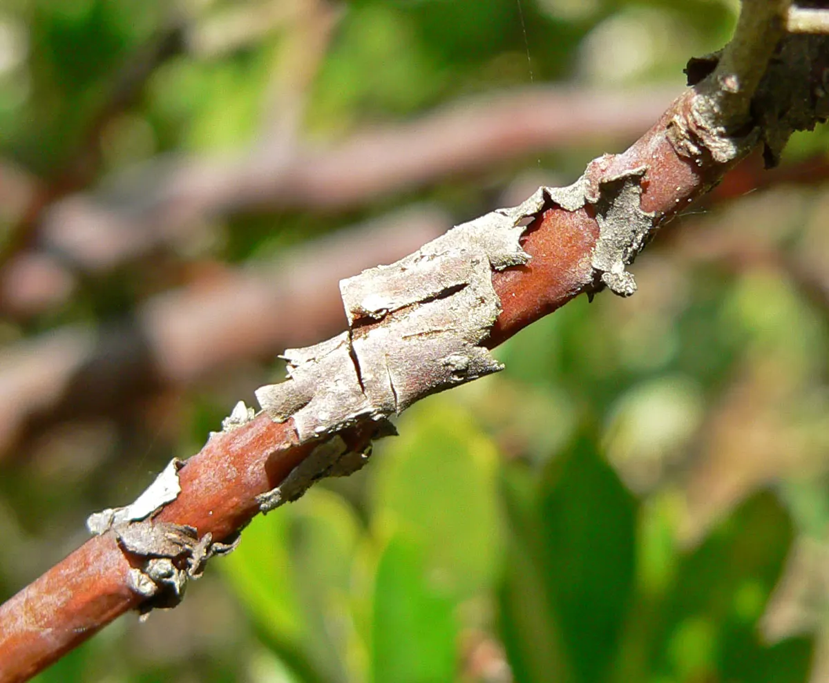 Woollyleaf Manzanita (Arctostaphylos Tomentosa) — and is drought-tolerant once established