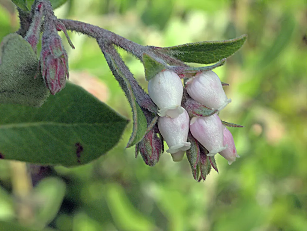 Woollyleaf Manzanita (Arctostaphylos Tomentosa) — It typically reaches 2-6 feet in height and spreads 4-10 feet wide