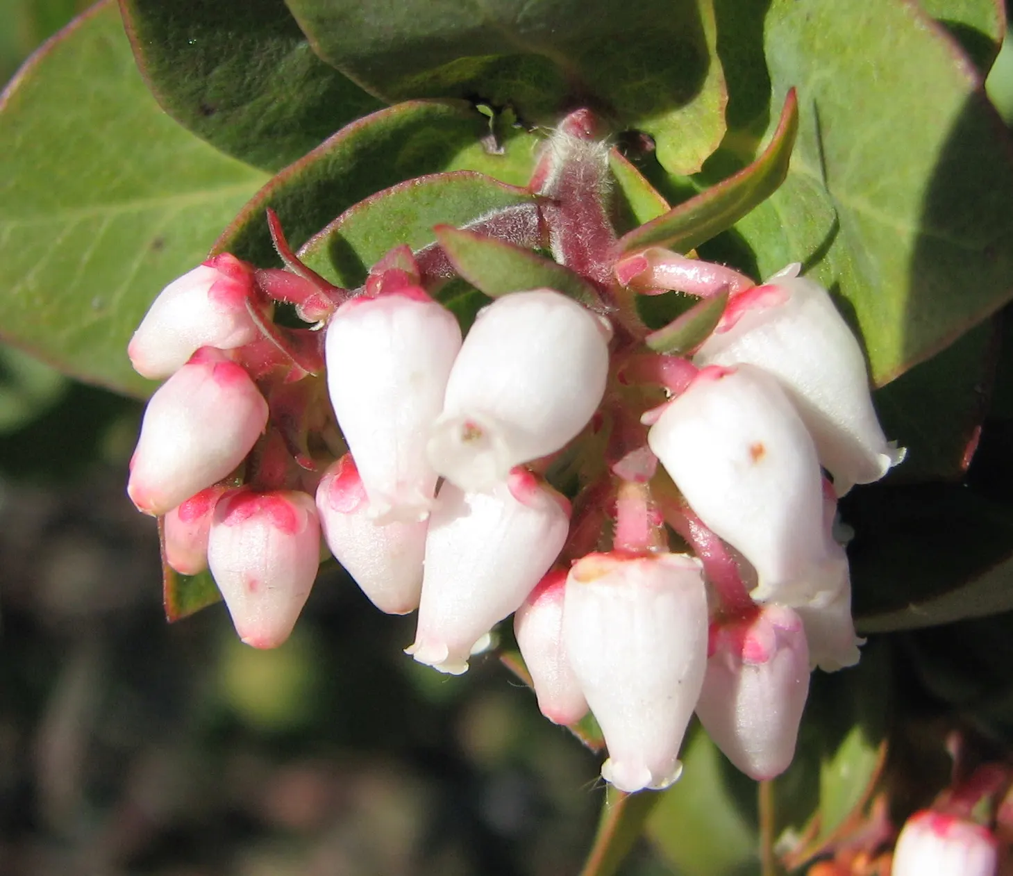 Woollyleaf Manzanita (Arctostaphylos Tomentosa) — The Woollyleaf Manzanita (Arctostaphylos tomentosa) is a sculptural evergreen shrub