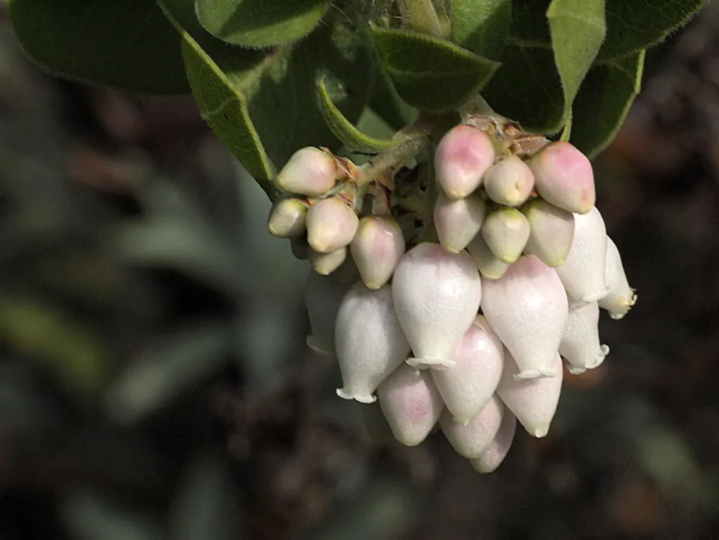 Woollyleaf Manzanita (Arctostaphylos Tomentosa) — Spring brings clusters of pinkish-white bell-shaped flowers, followed by reddish-brown berries